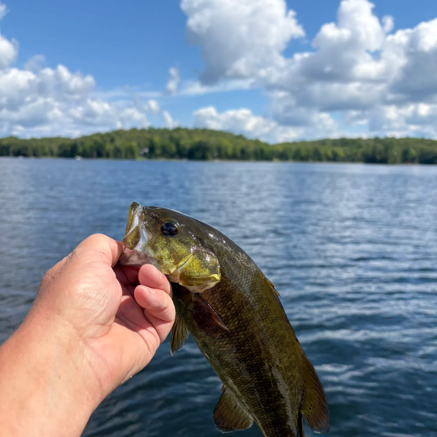 Smallmouth bass caught on Fishbrain
