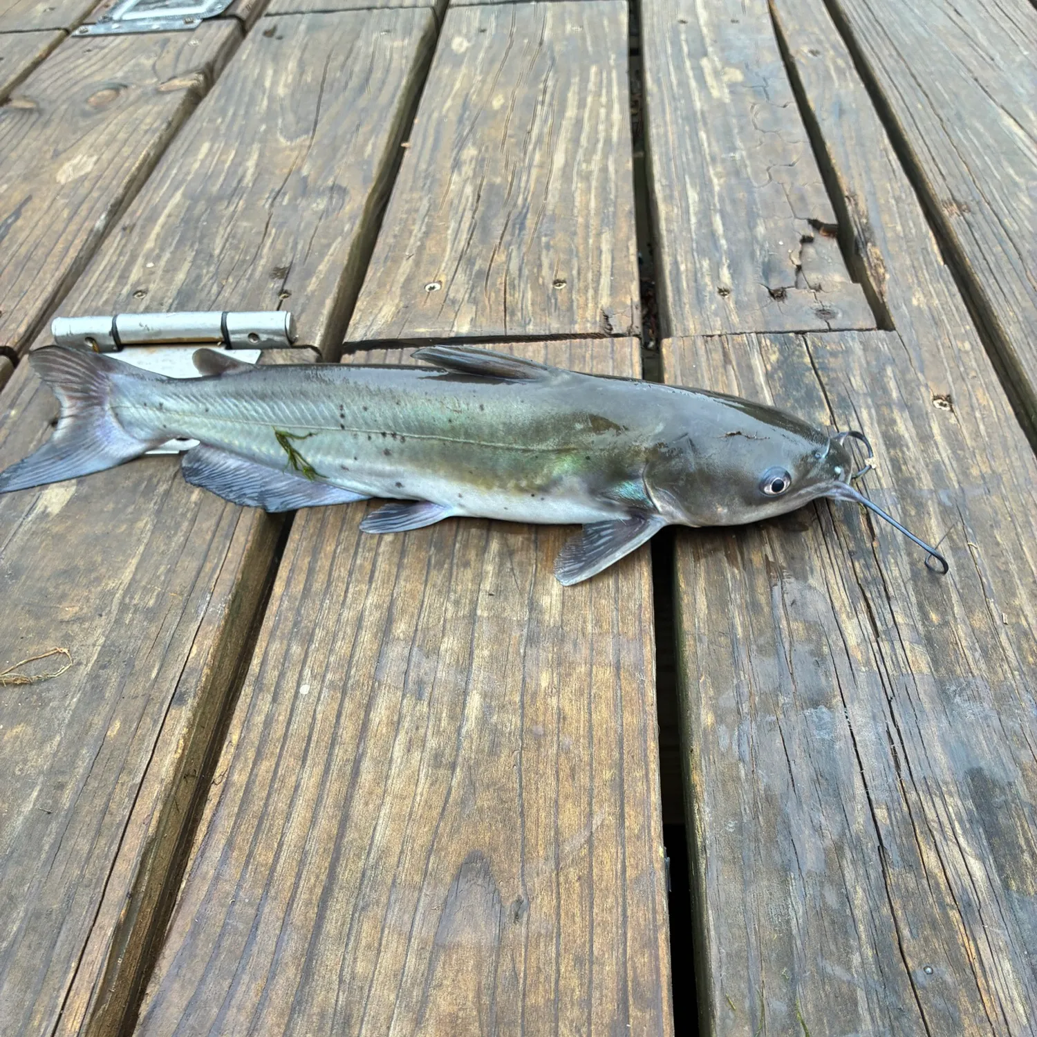 Channel catfish caught on Fishbrain