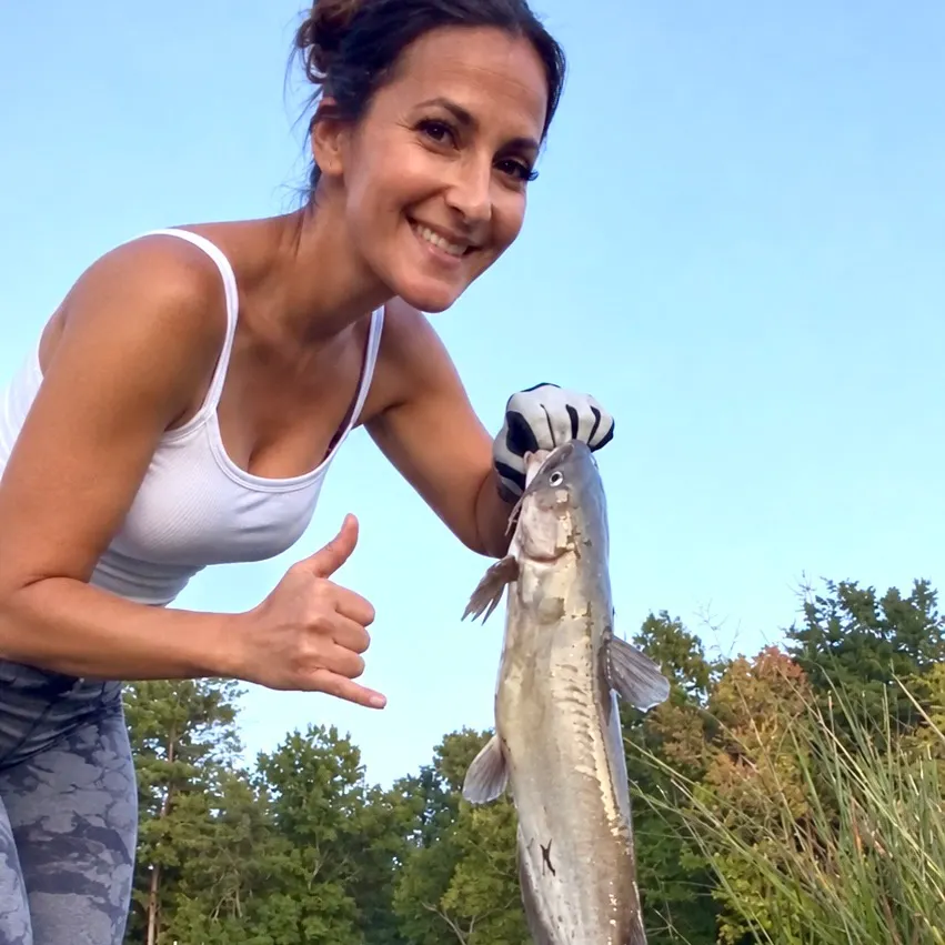 Blue catfish caught on Fishbrain
