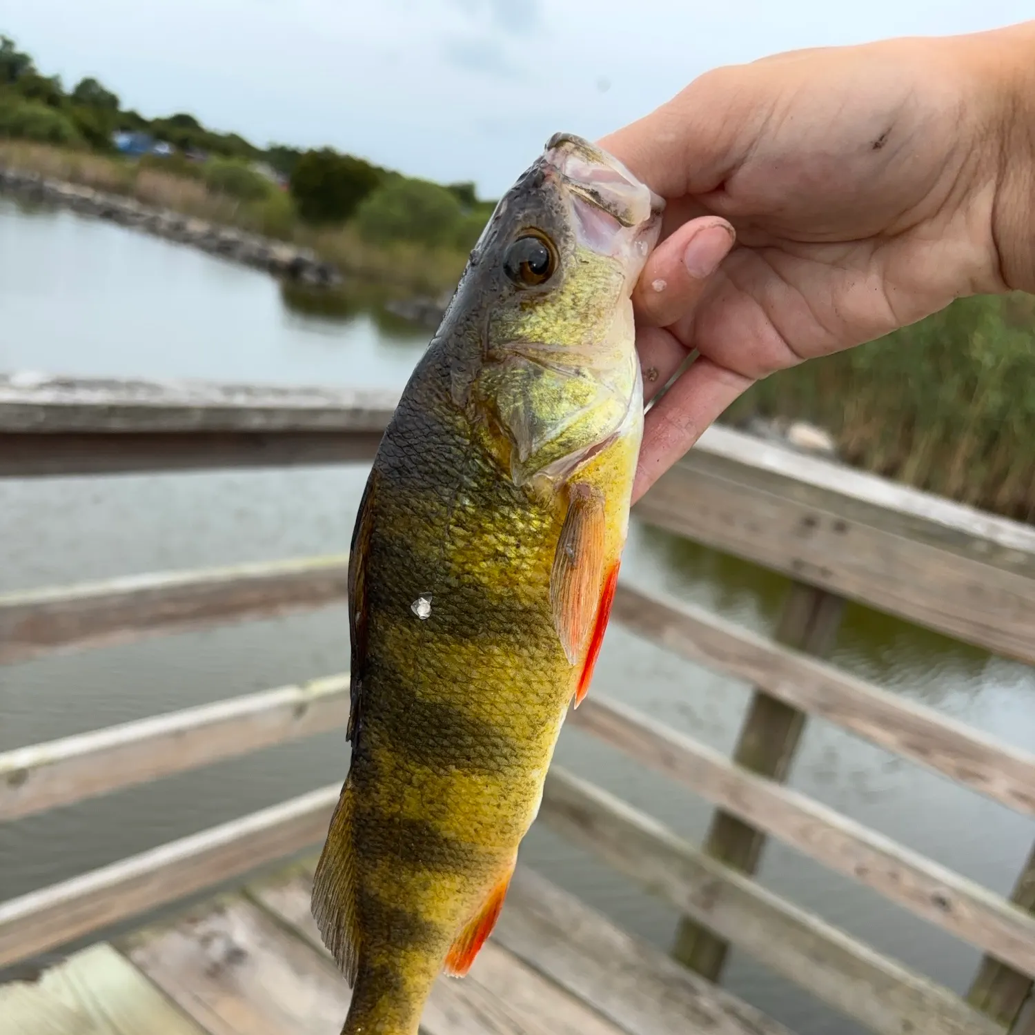 Yellow perch caught on Fishbrain