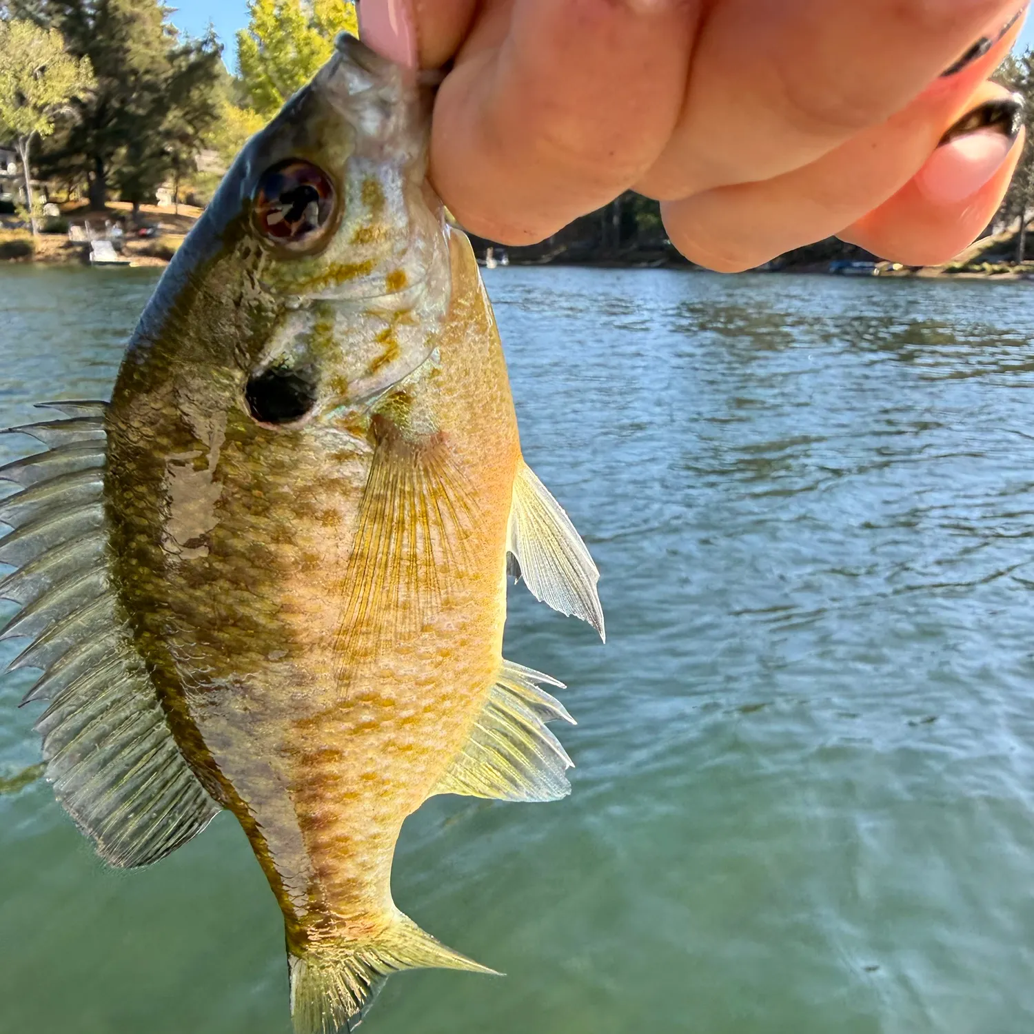 Bluegill caught on Fishbrain