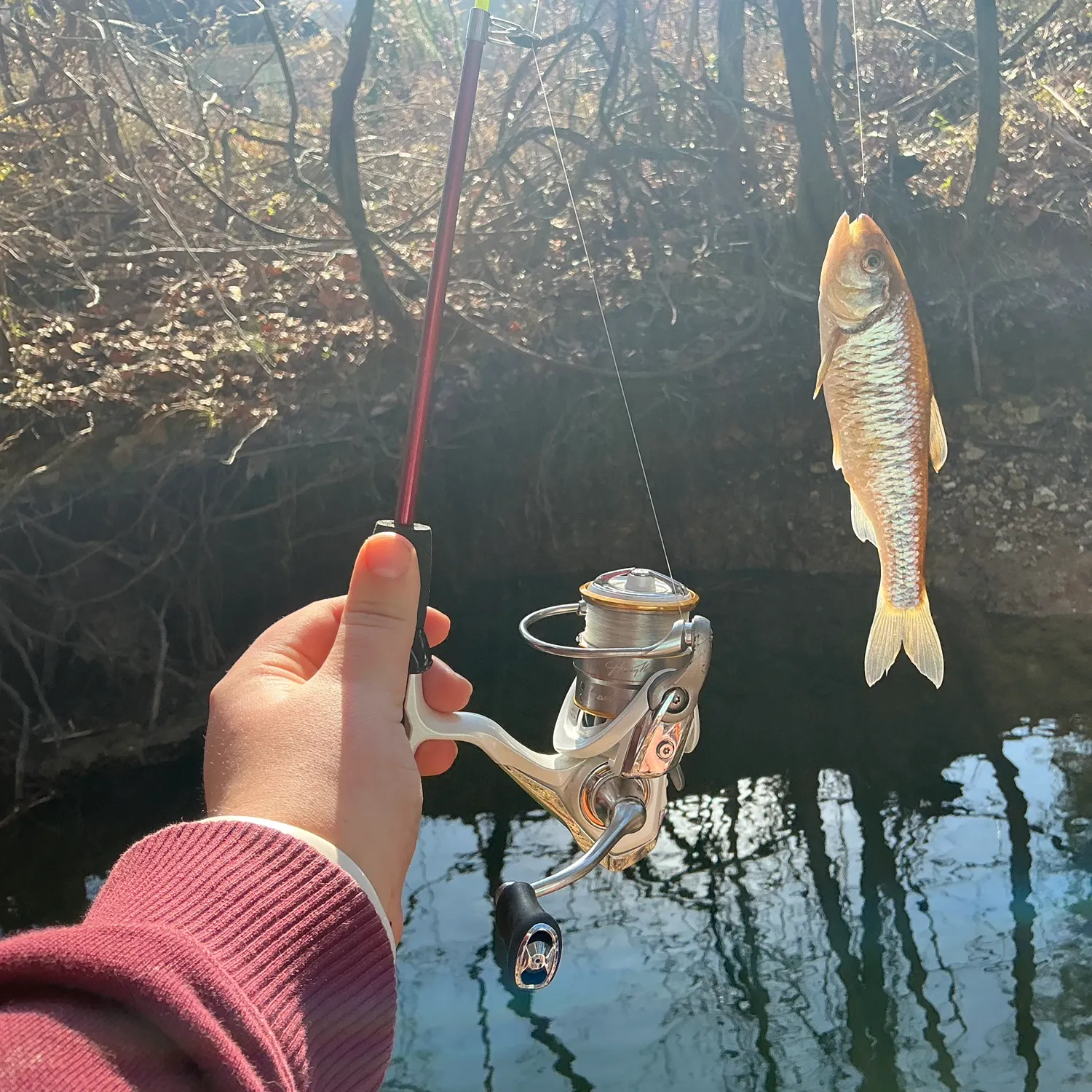 The most recent Striped shiner catches on Fishbrain