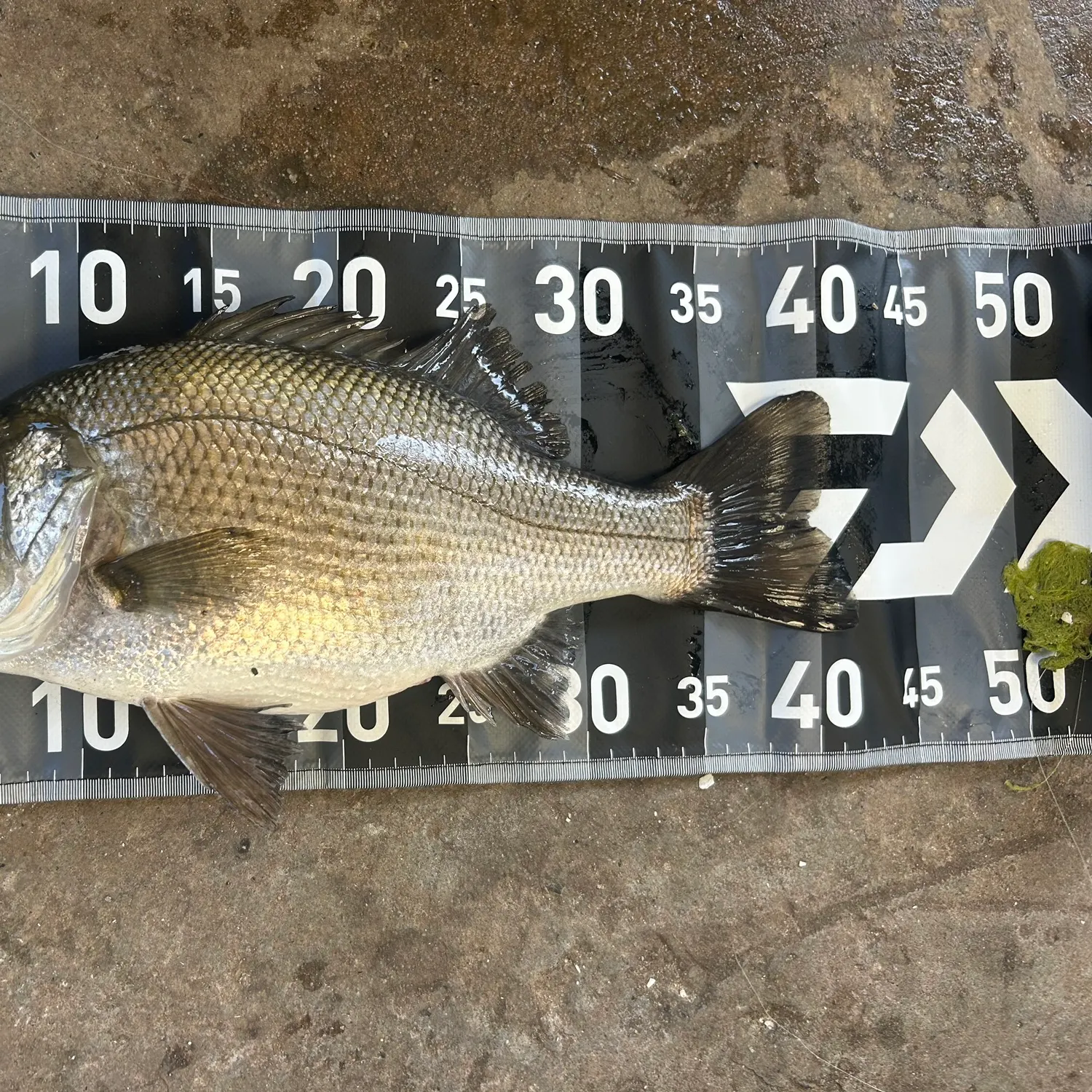 The most recent Estuary perch catches on Fishbrain