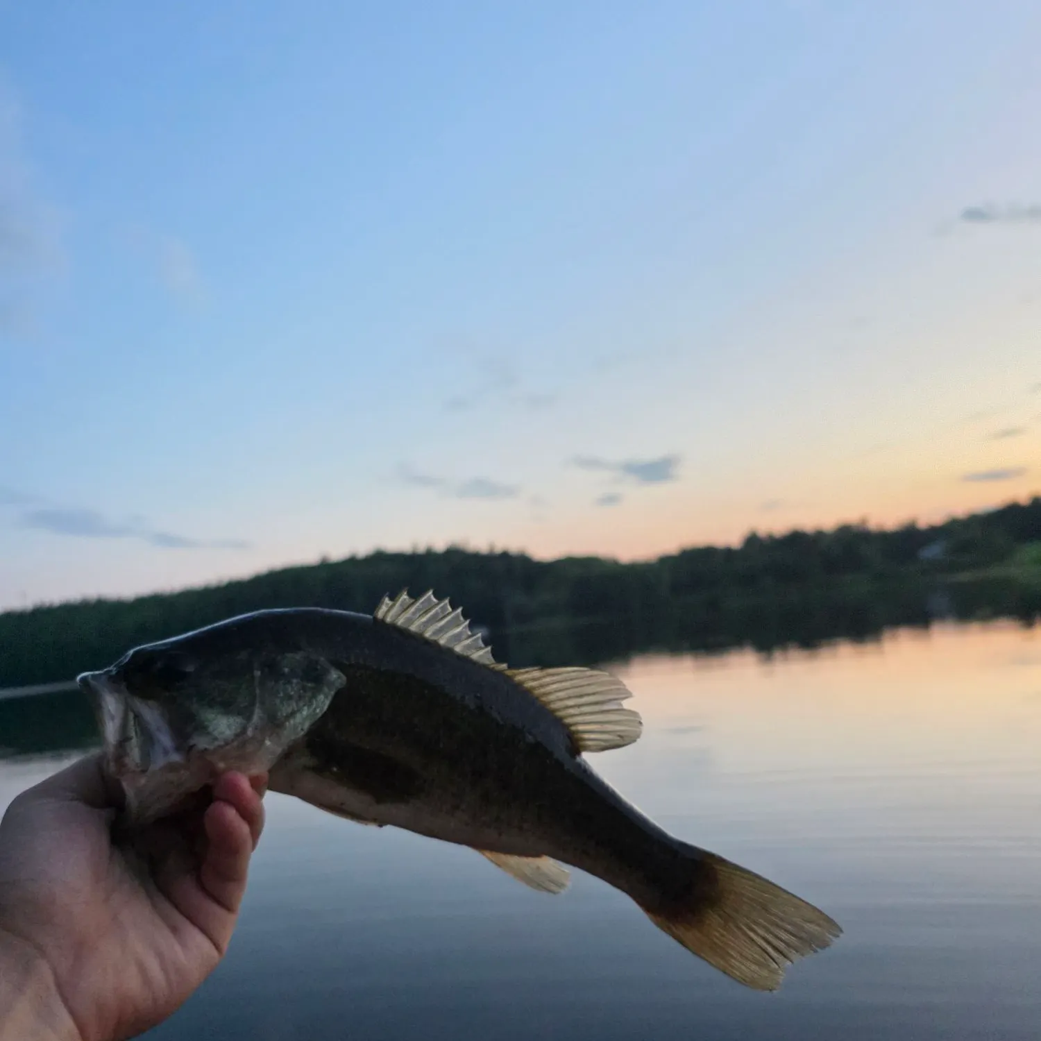Largemouth bass caught on Fishbrain