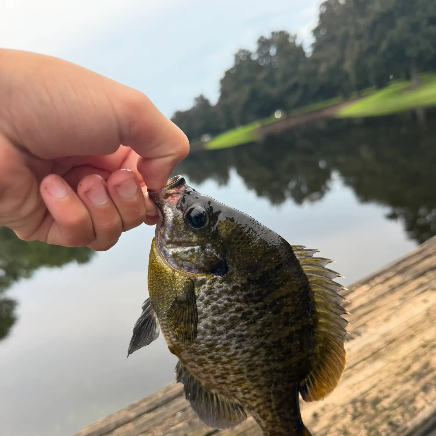 Bluegill caught on Fishbrain