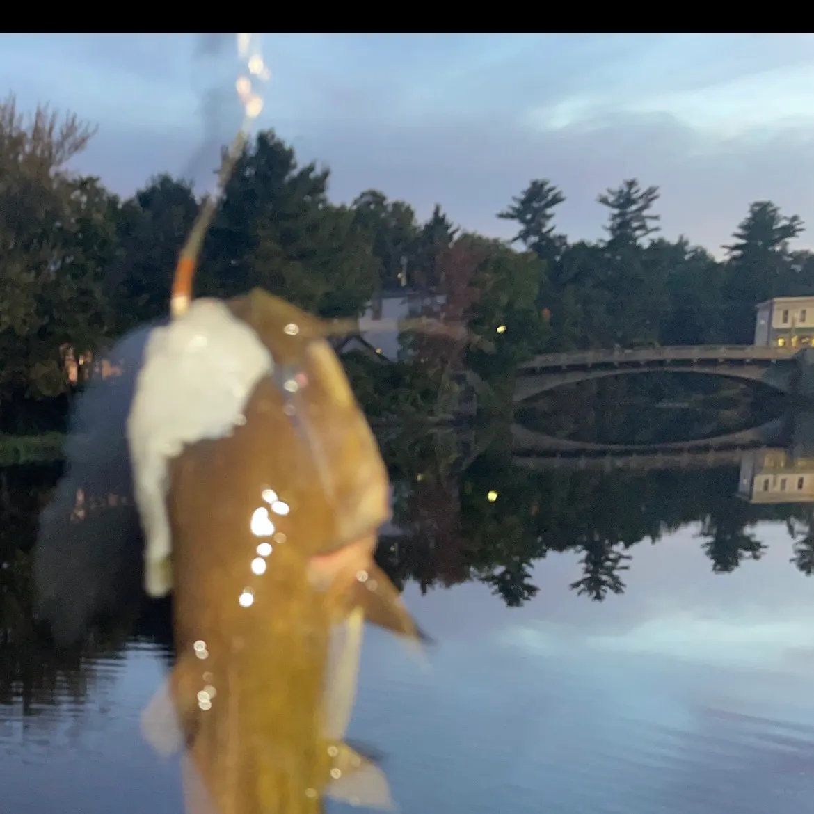 Yellow bullhead caught on Fishbrain