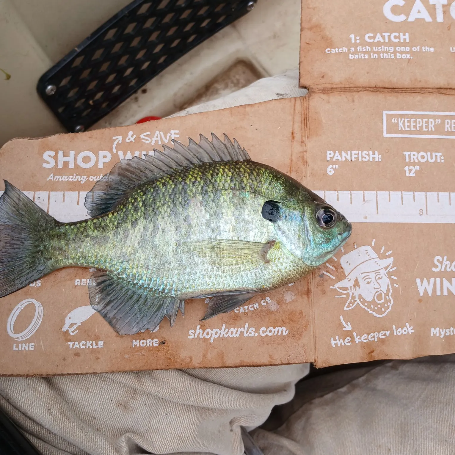 recently logged catches