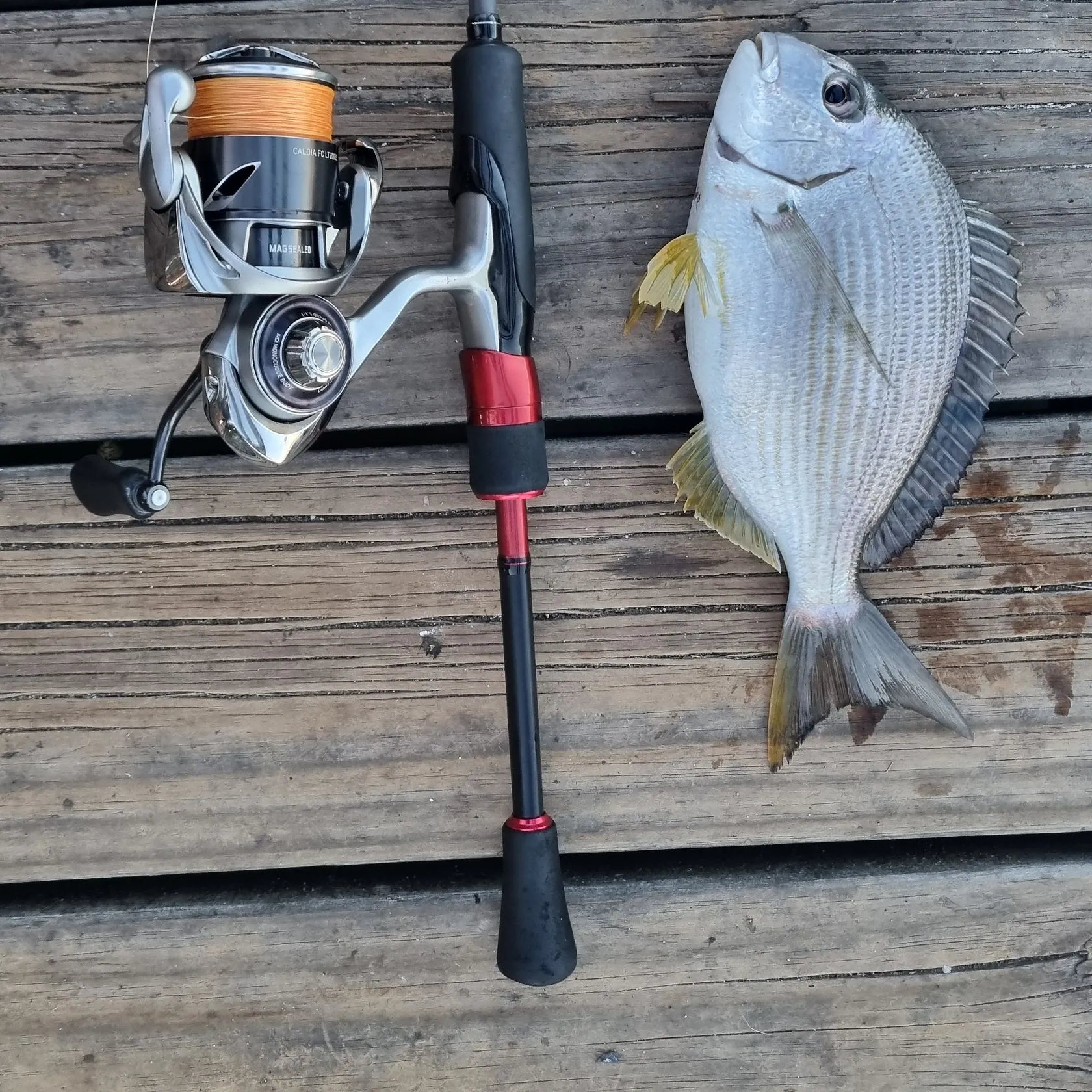 recently logged catches