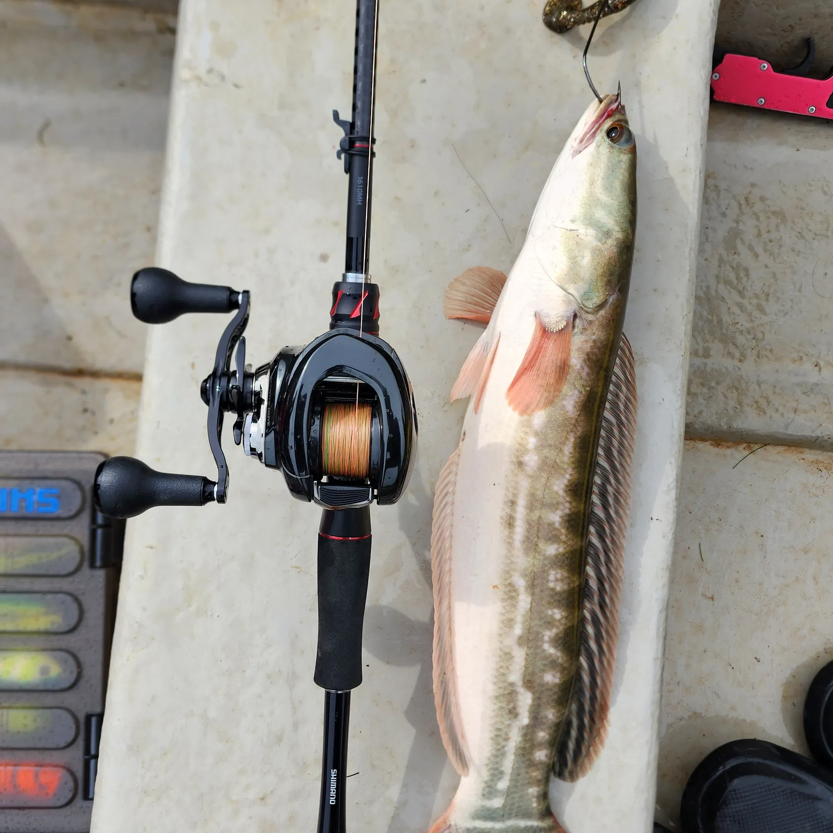 recently logged catches