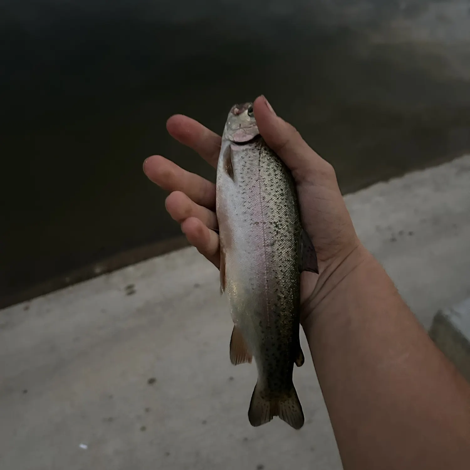 Rainbow trout caught on Fishbrain