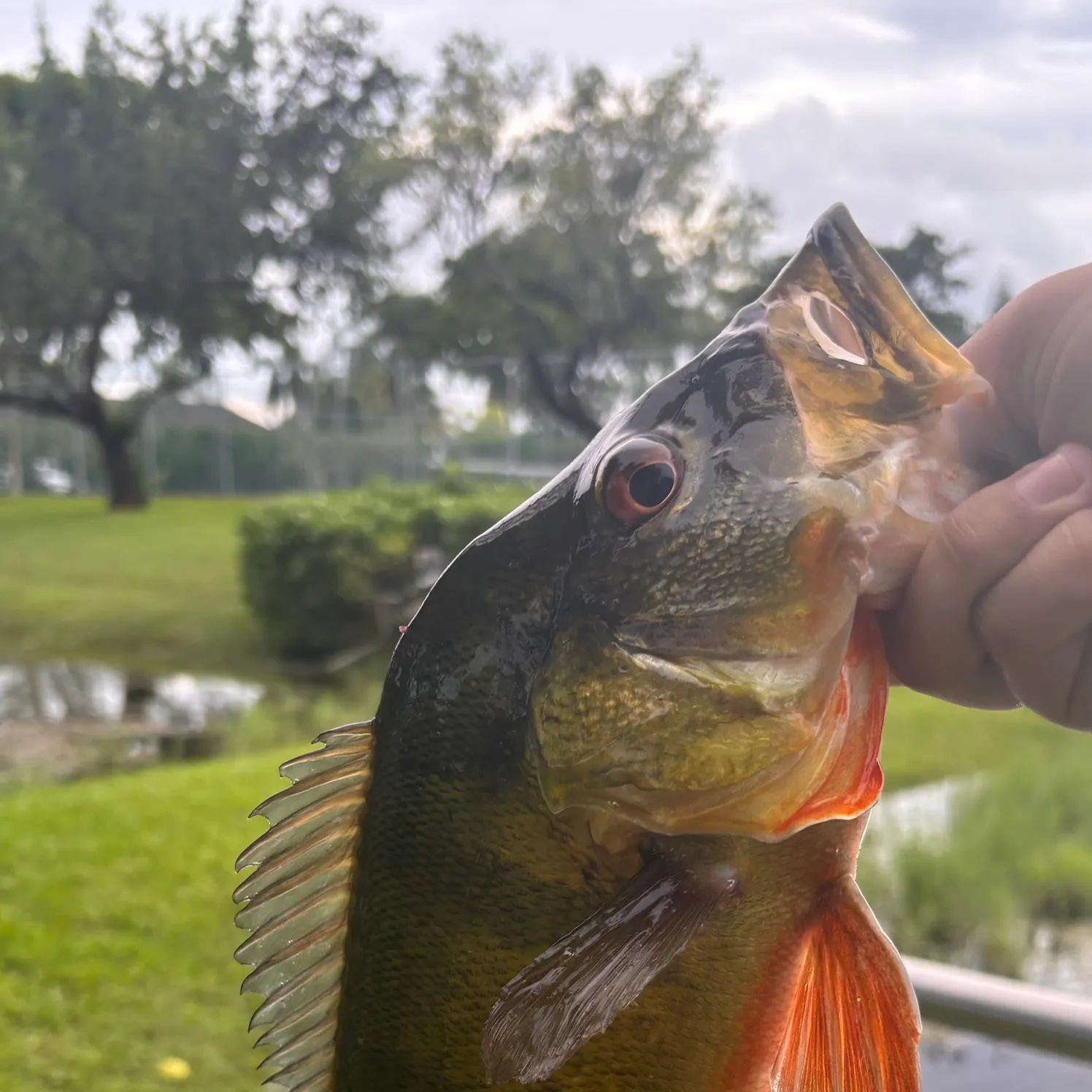 Butterfly peacock bass caught on Fishbrain