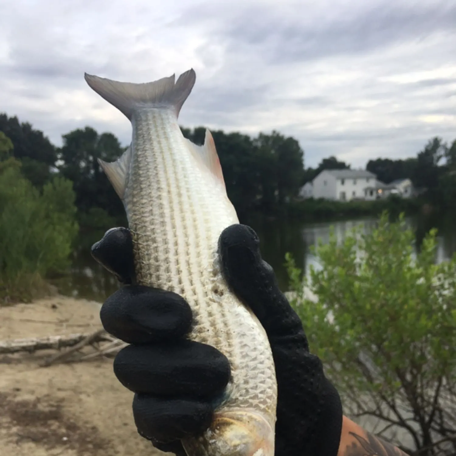 Diamond mullet caught on Fishbrain