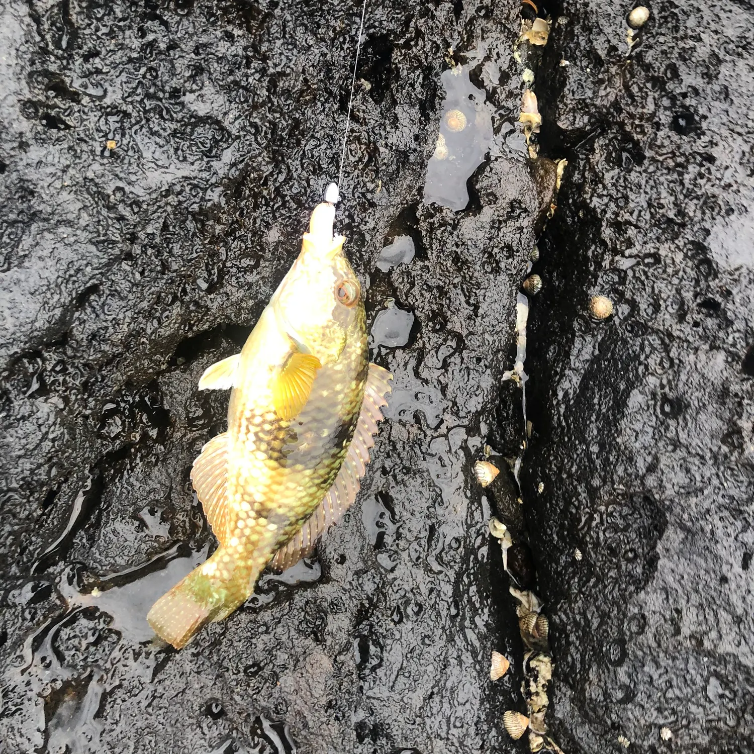 The most recent Blue-throated wrasse catches on Fishbrain