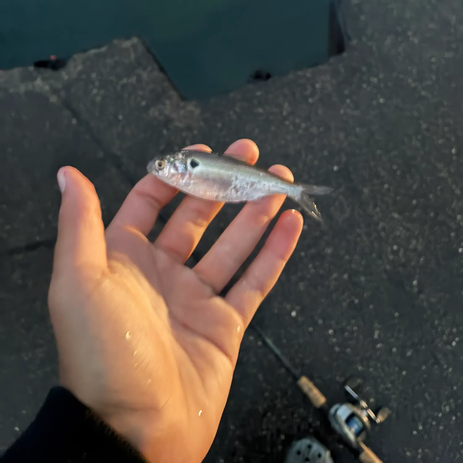 The most recent Dotted gizzard shad catches on Fishbrain