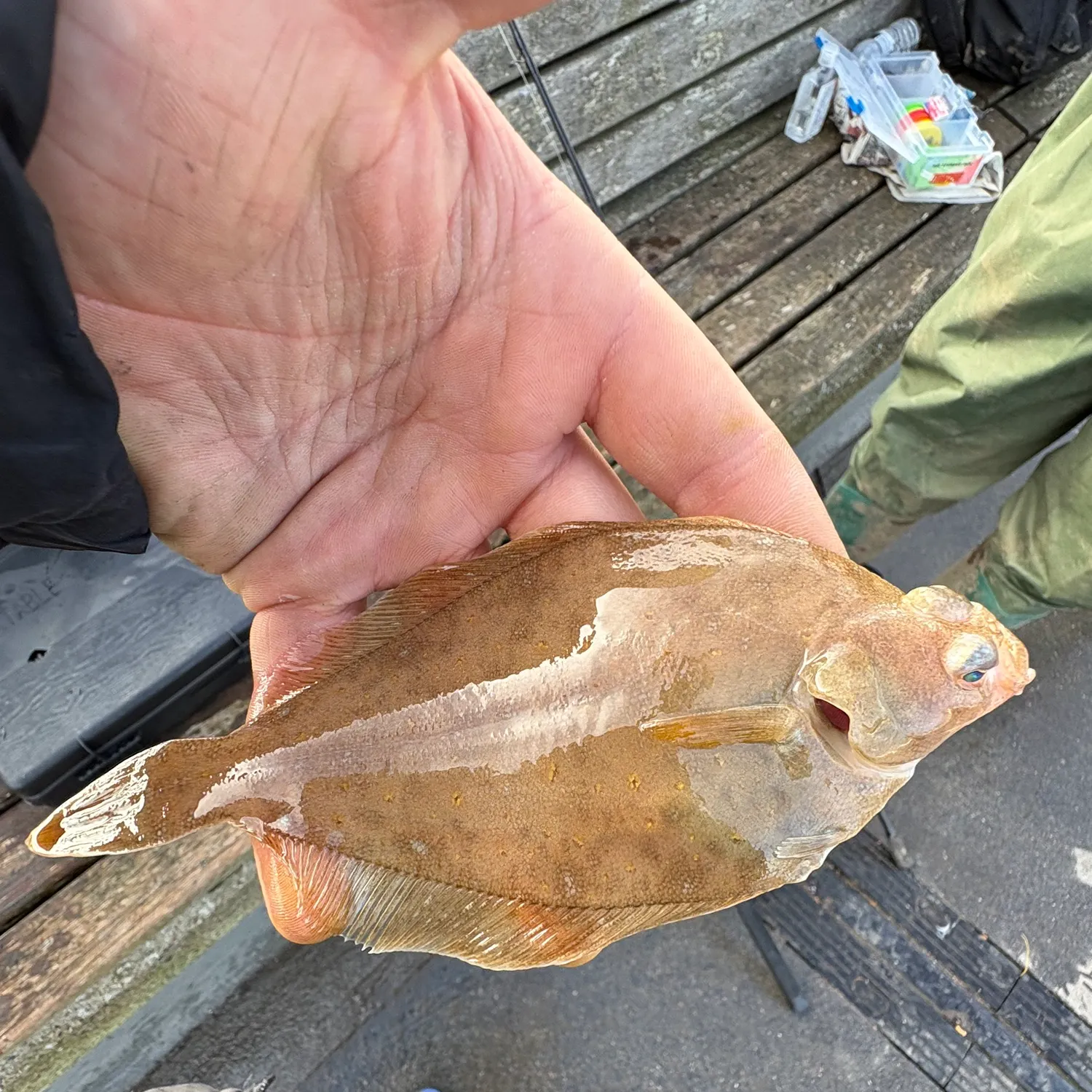 The most recent Common dab catches on Fishbrain