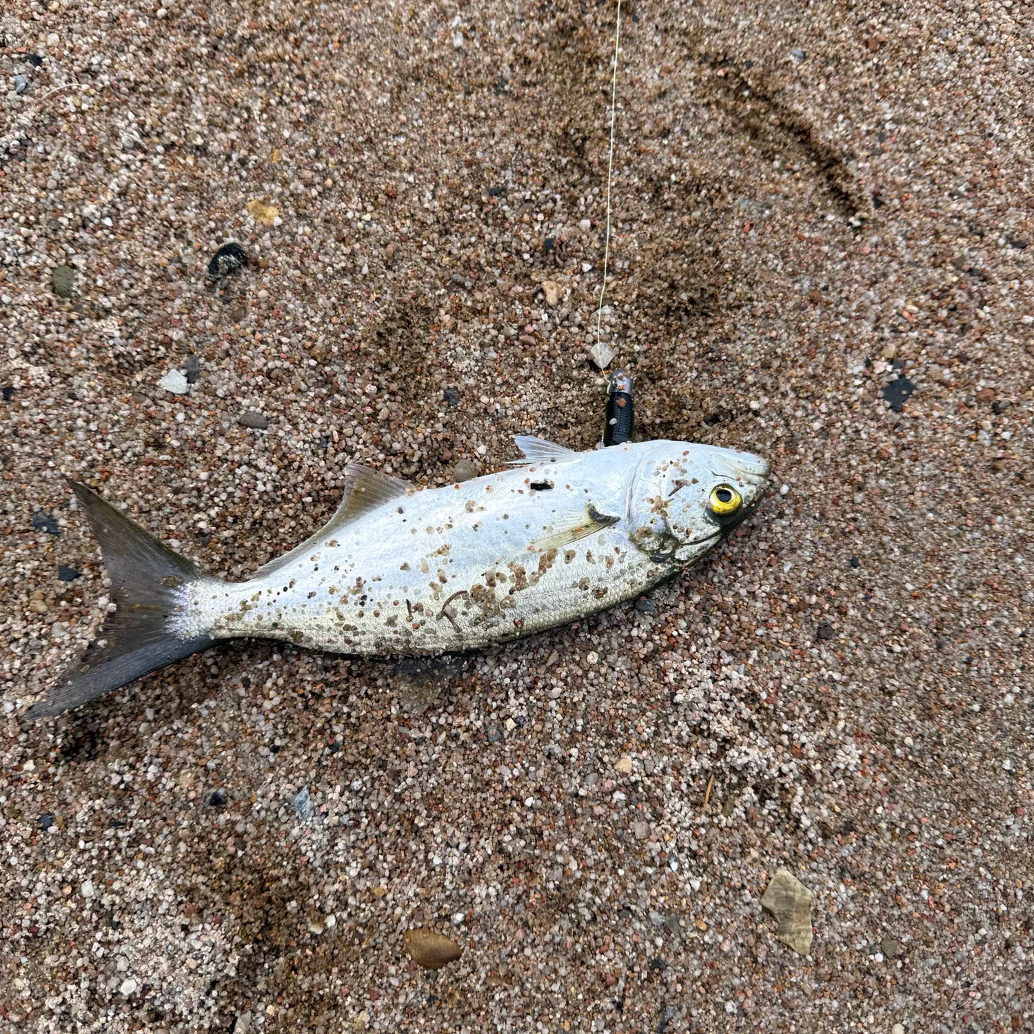 The most recent Yellow-eye mullet catches on Fishbrain