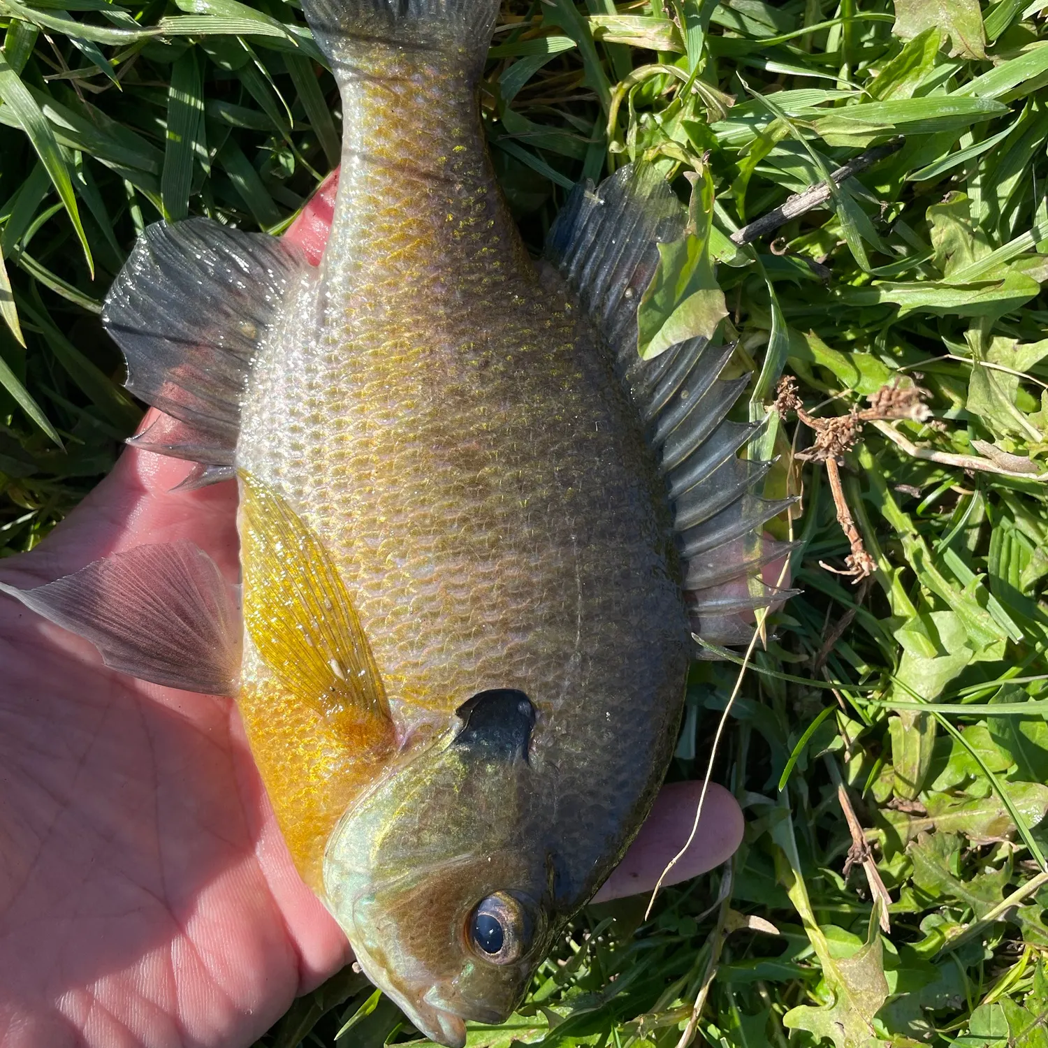 Bluegill caught on Fishbrain