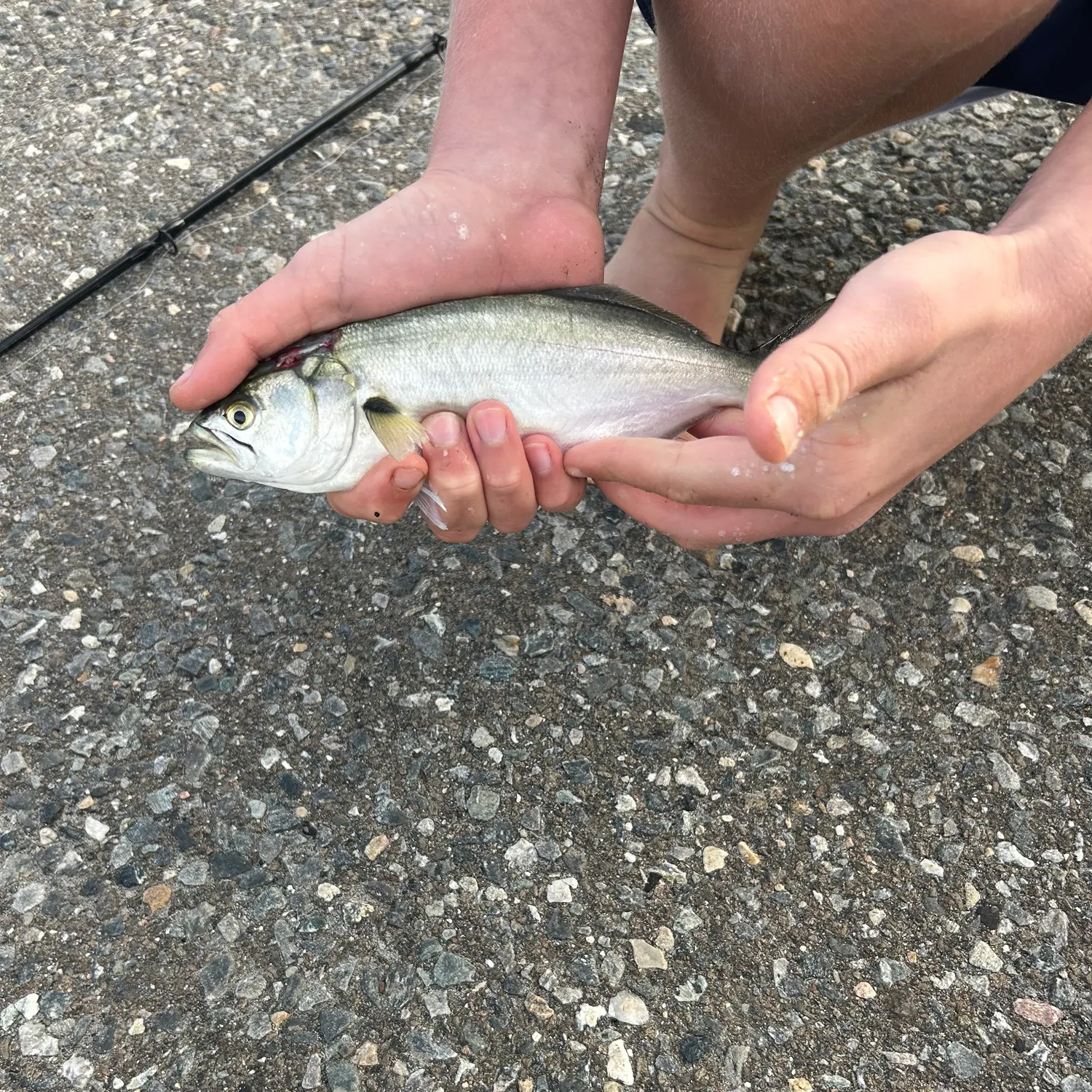 Bluefish caught on Fishbrain