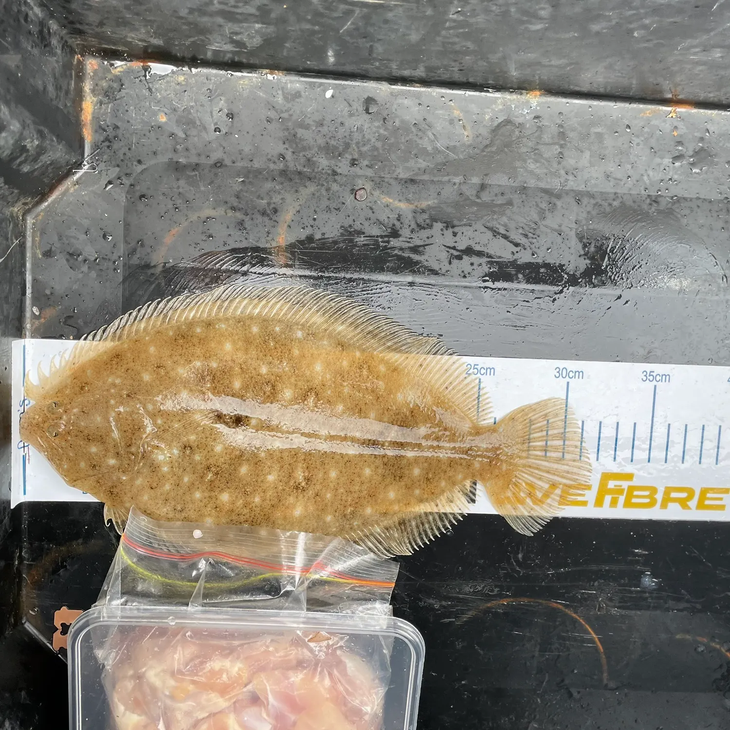The most recent Smalltooth flounder catches on Fishbrain