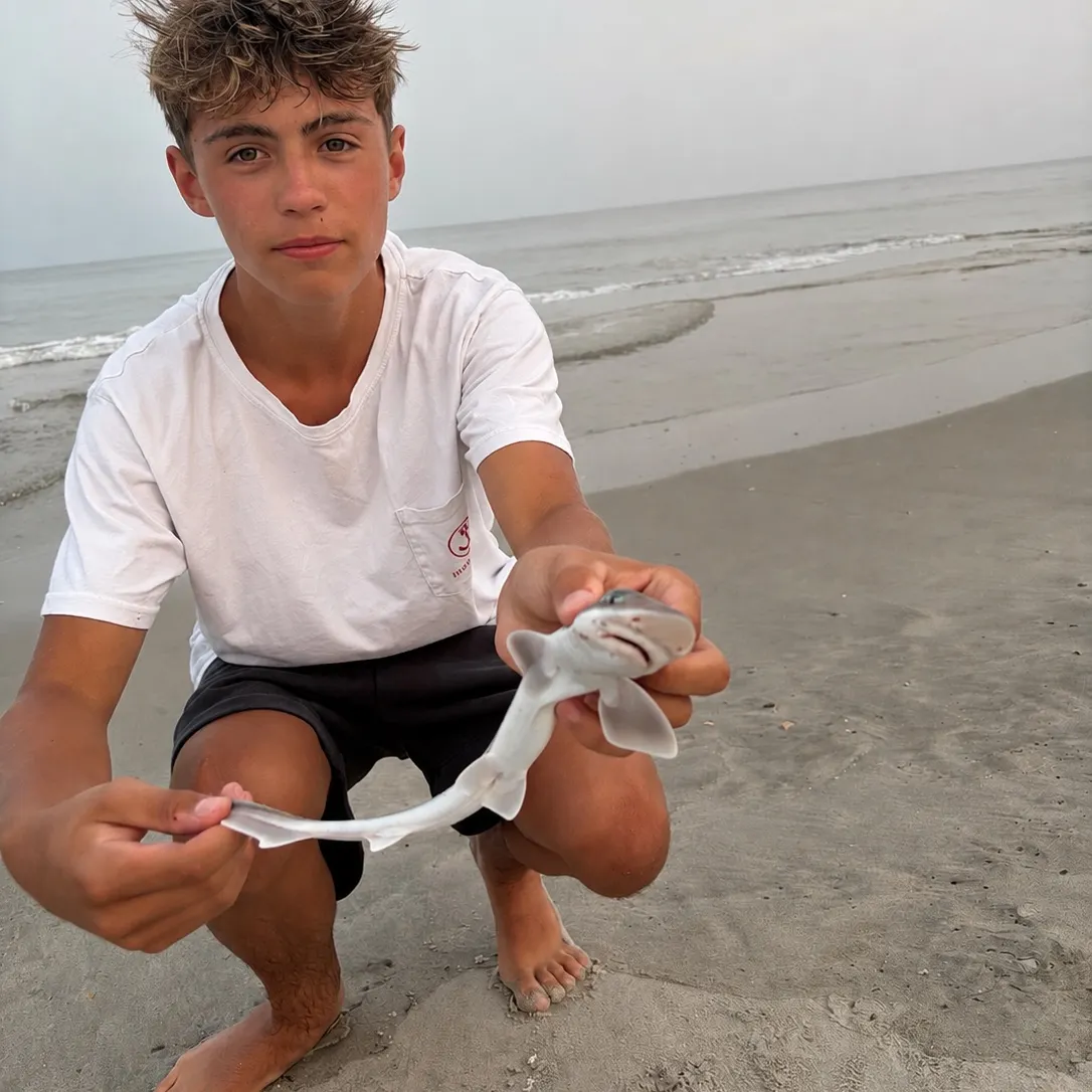 The most recent Piked dogfish catches on Fishbrain
