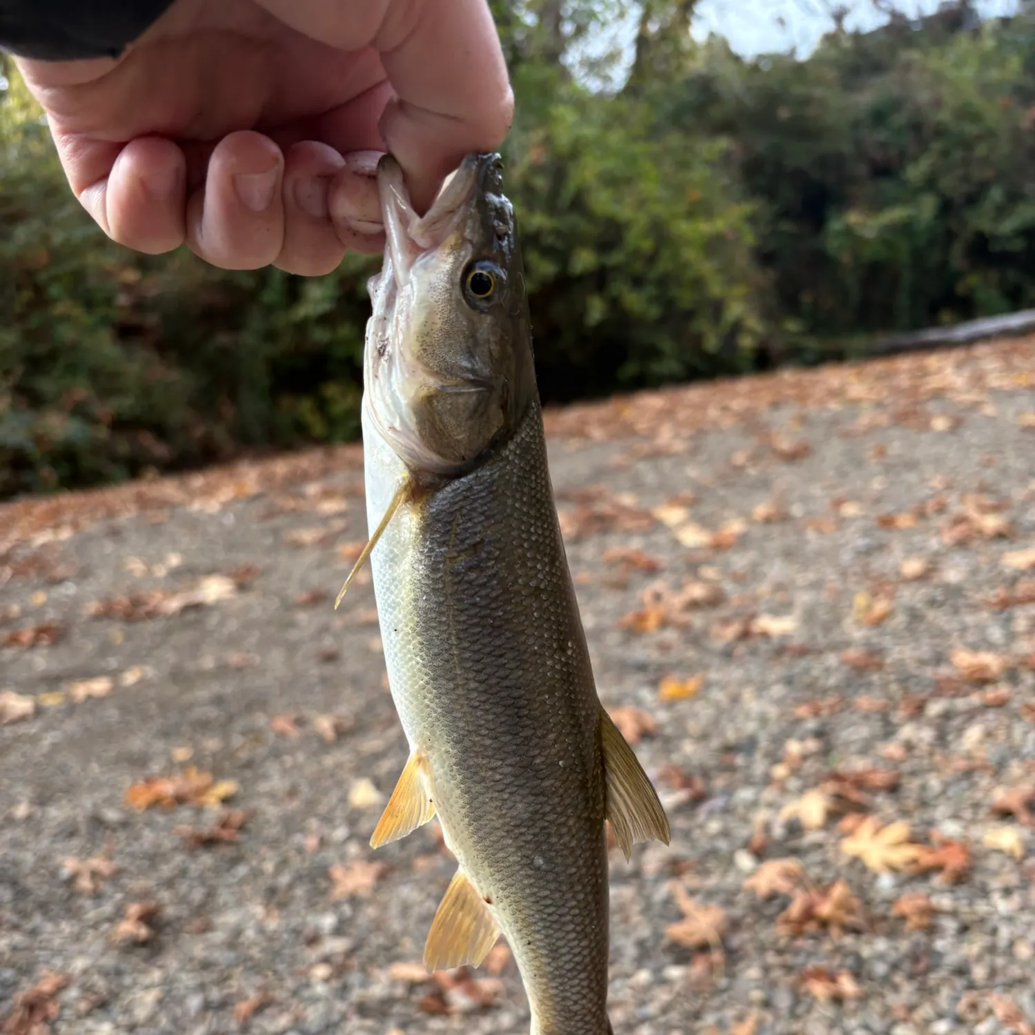 Northern pikeminnow caught on Fishbrain