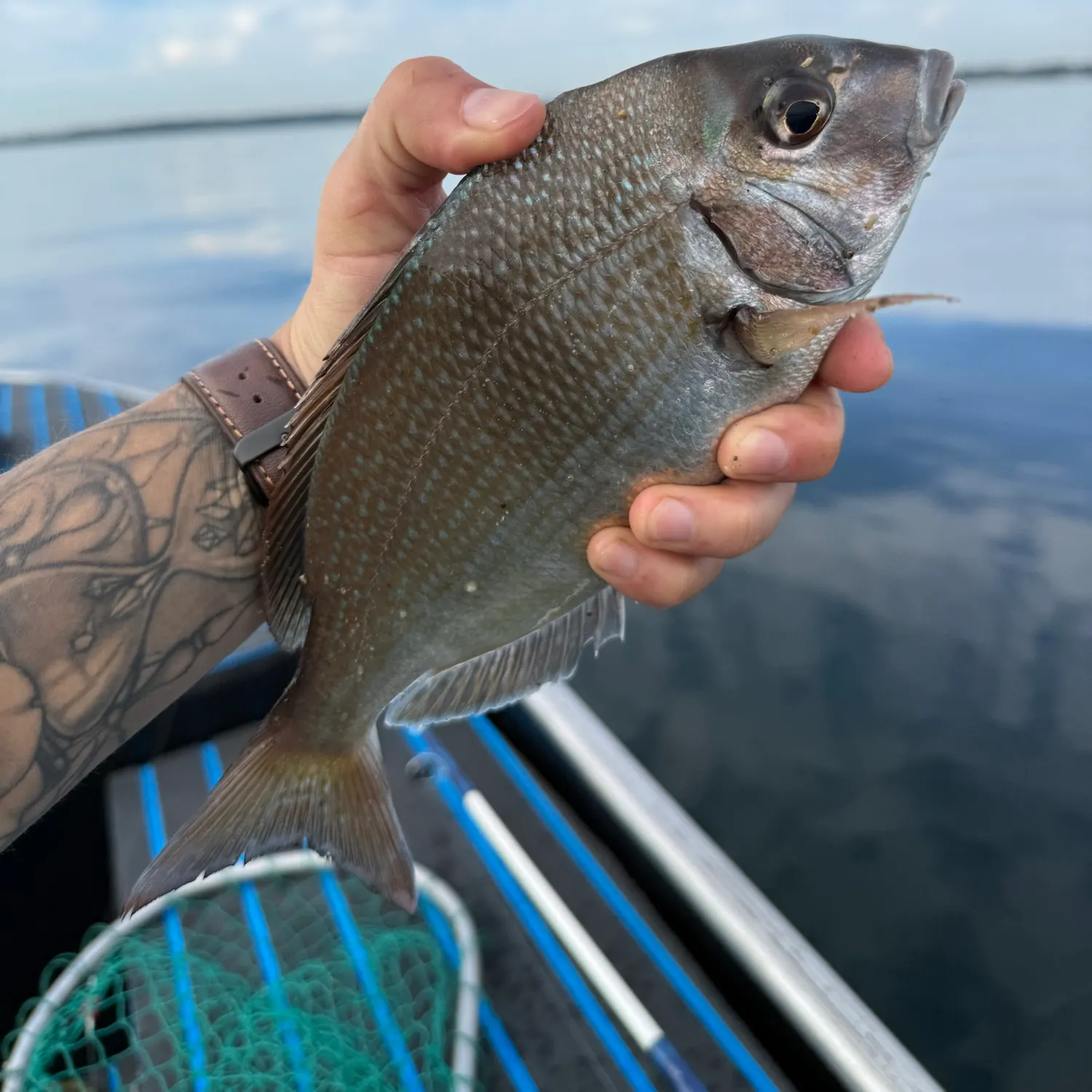 Scup caught on Fishbrain
