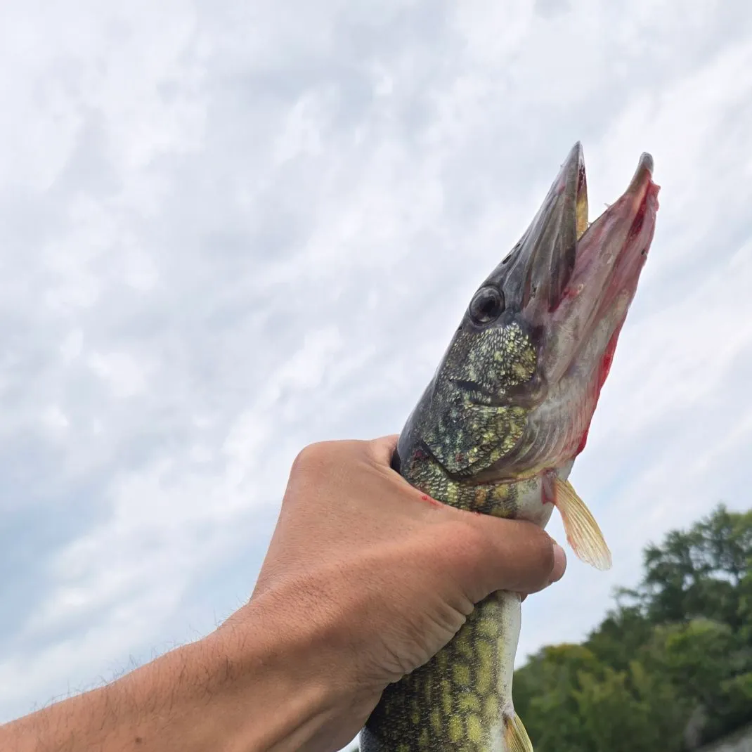 Chain pickerel caught on Fishbrain