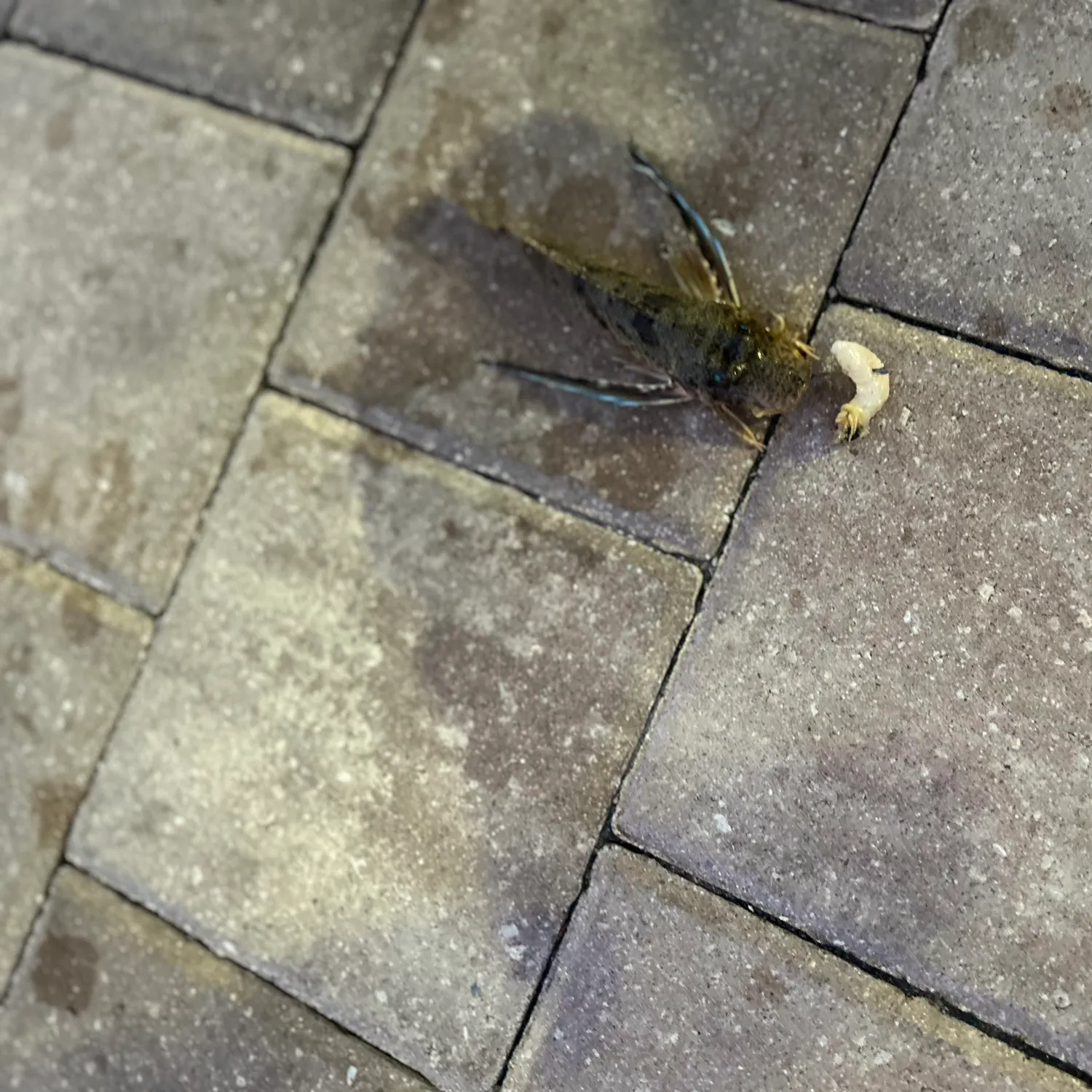 The most recent Tub gurnard catches on Fishbrain