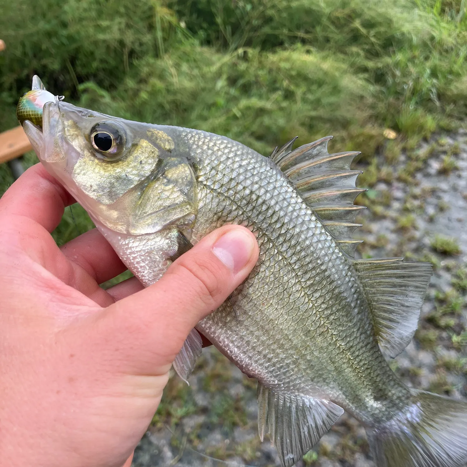 White perch caught on Fishbrain