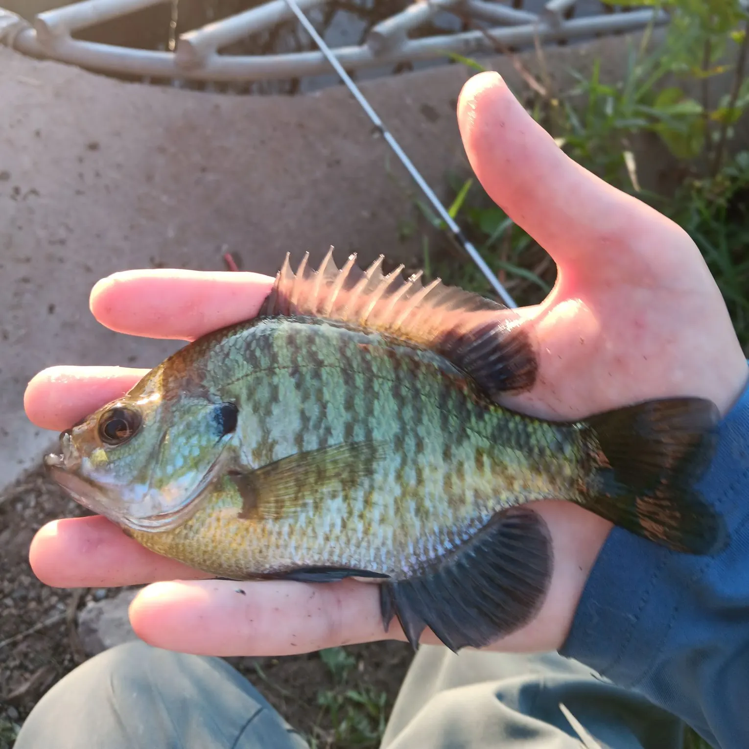 Bluegill caught on Fishbrain