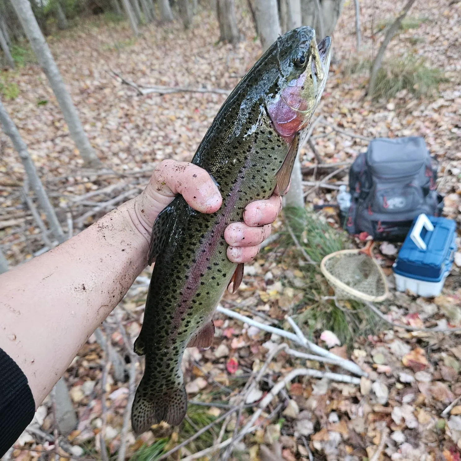 Rainbow trout caught on Fishbrain