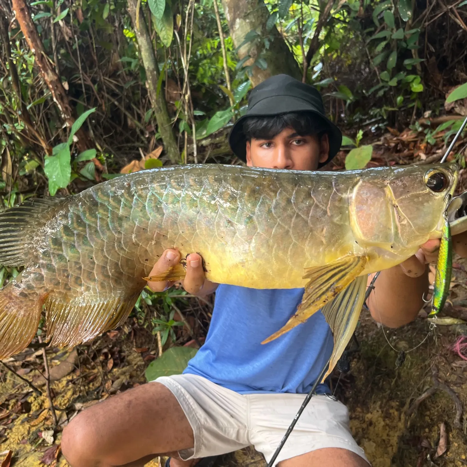 The most recent Spotted bonytongue catches on Fishbrain