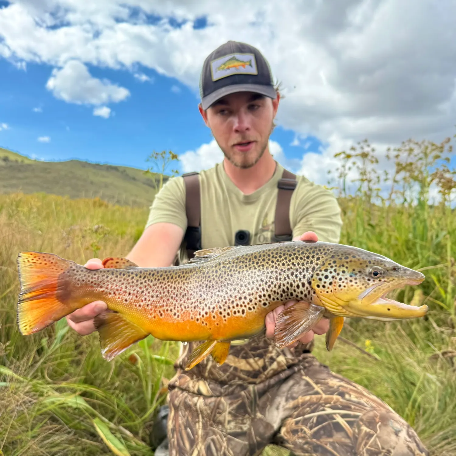 Brown trout caught on Fishbrain
