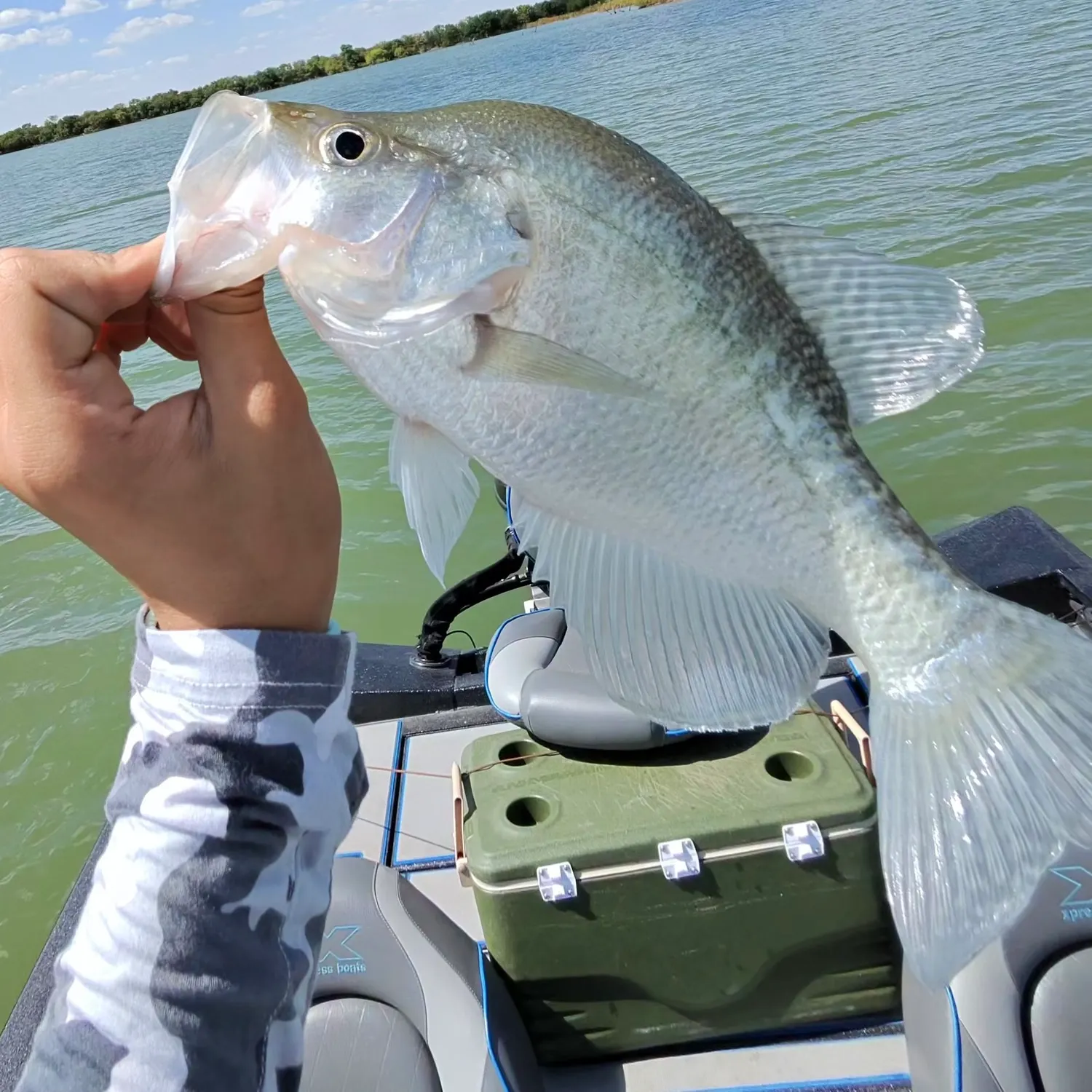 White crappie caught on Fishbrain