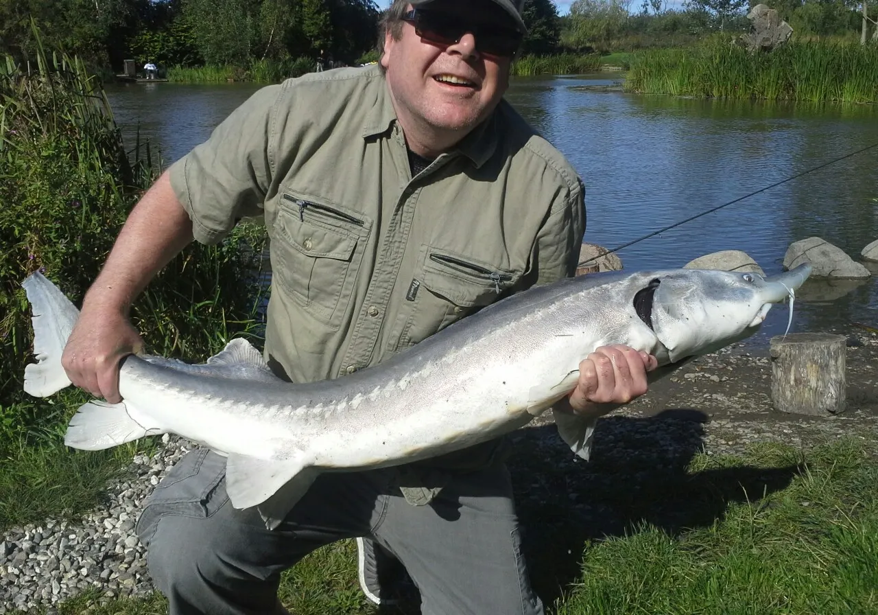 Lake sturgeon