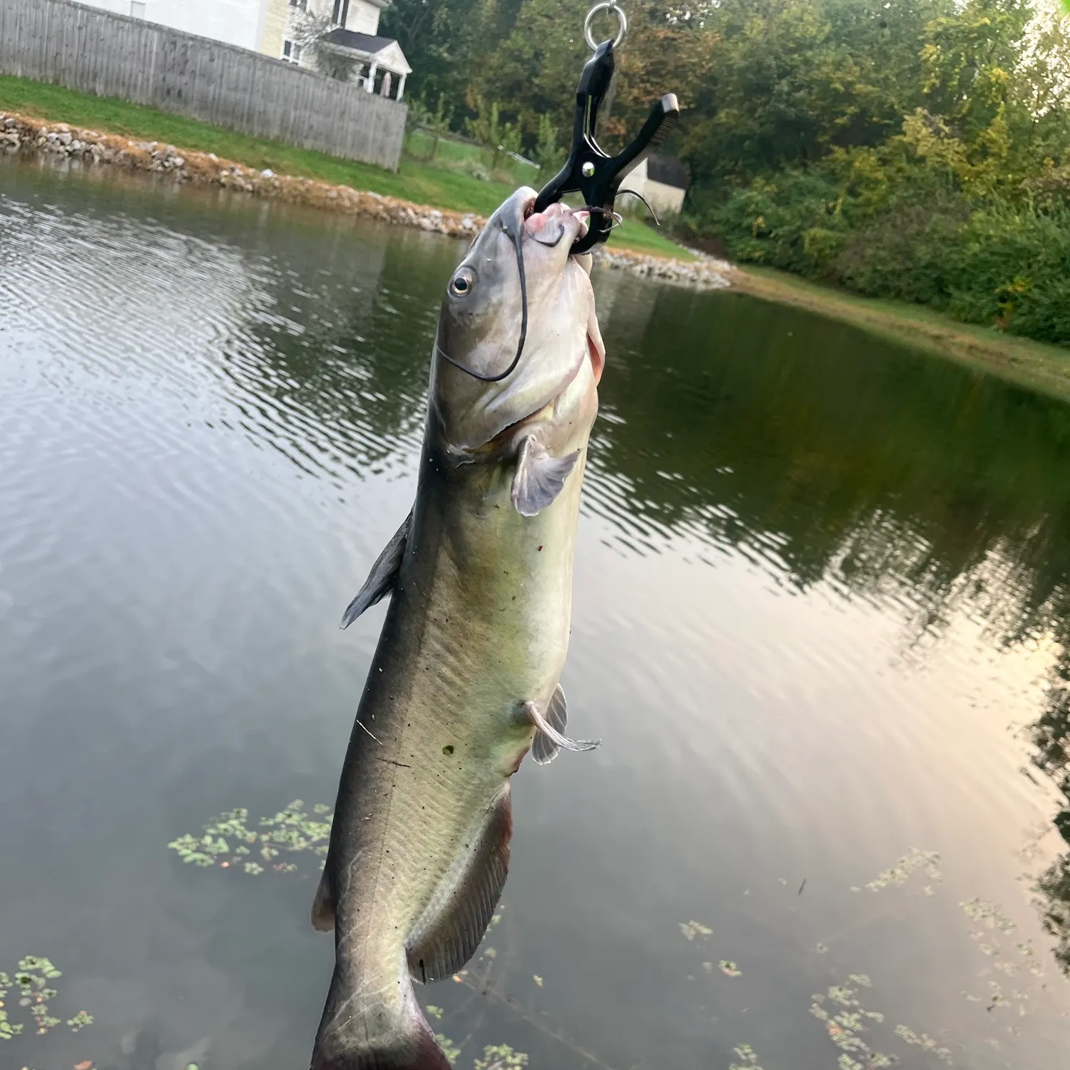 Channel catfish caught on Fishbrain