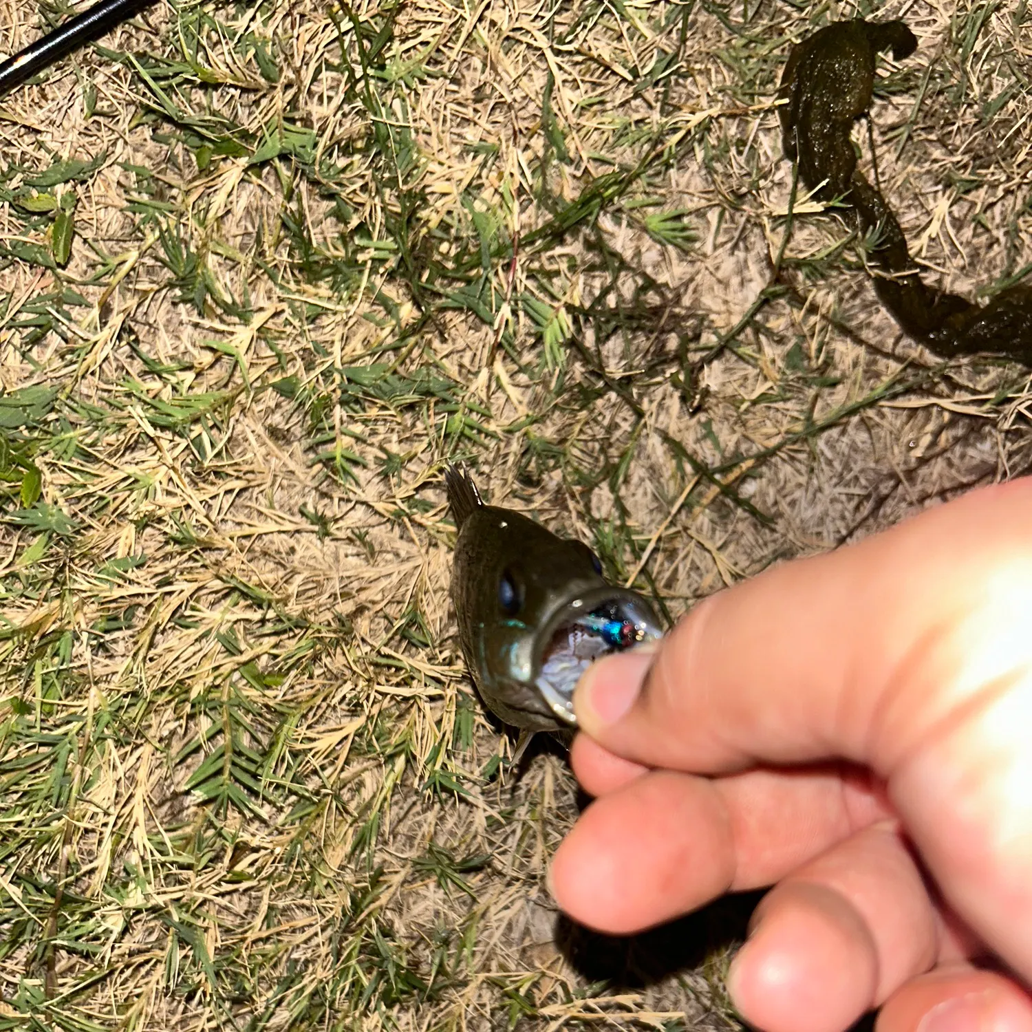 Green sunfish caught on Fishbrain