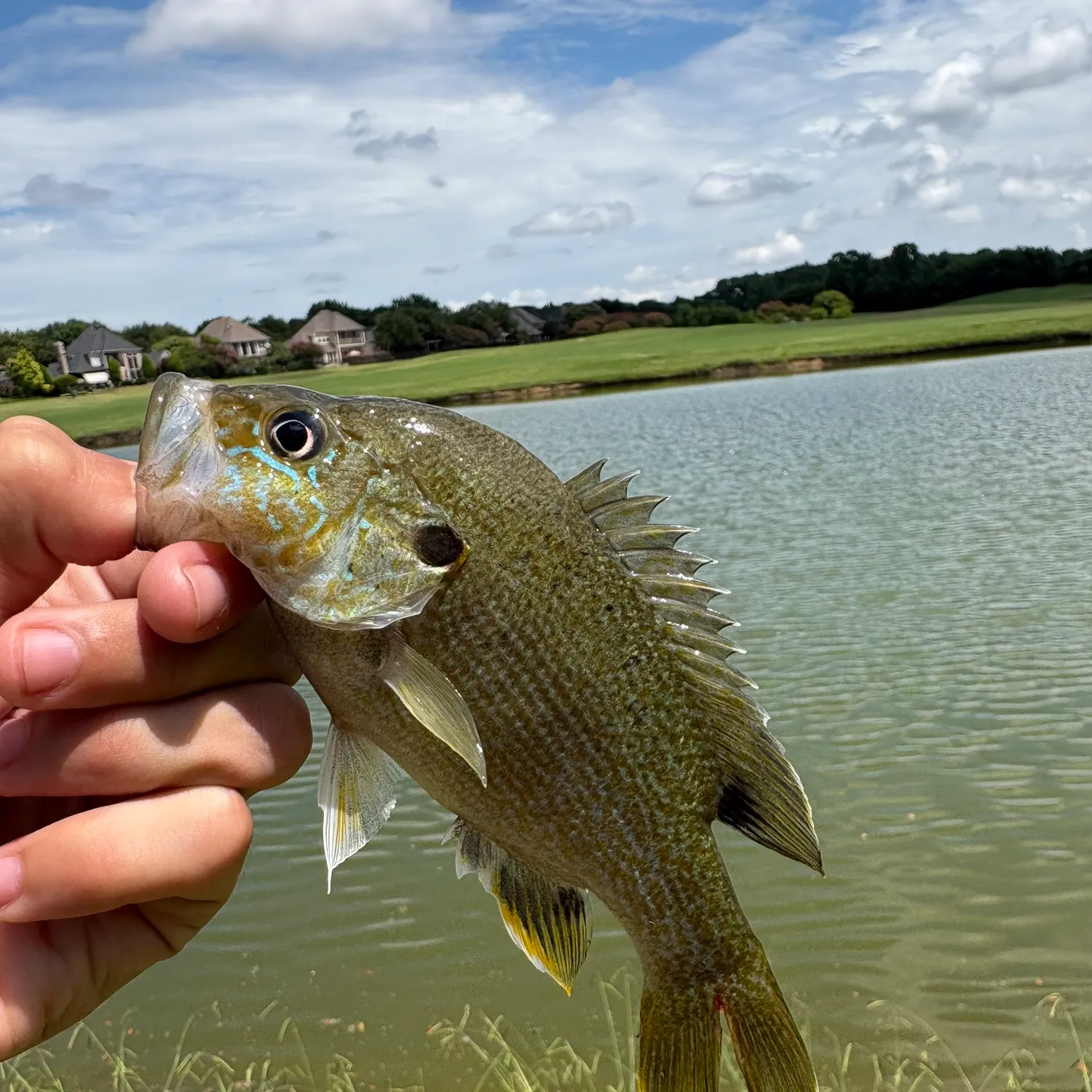 Green sunfish caught on Fishbrain
