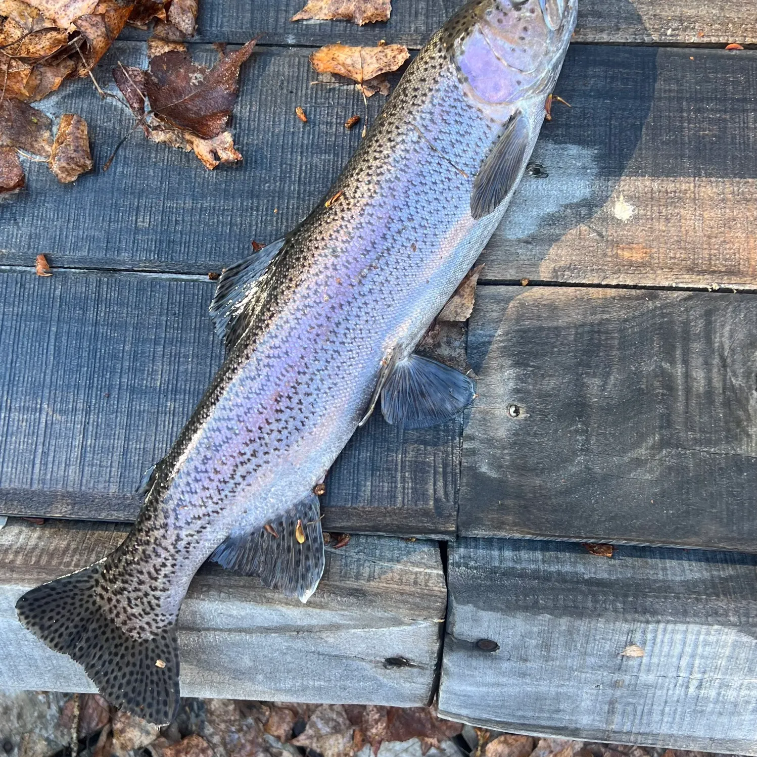Rainbow trout caught on Fishbrain