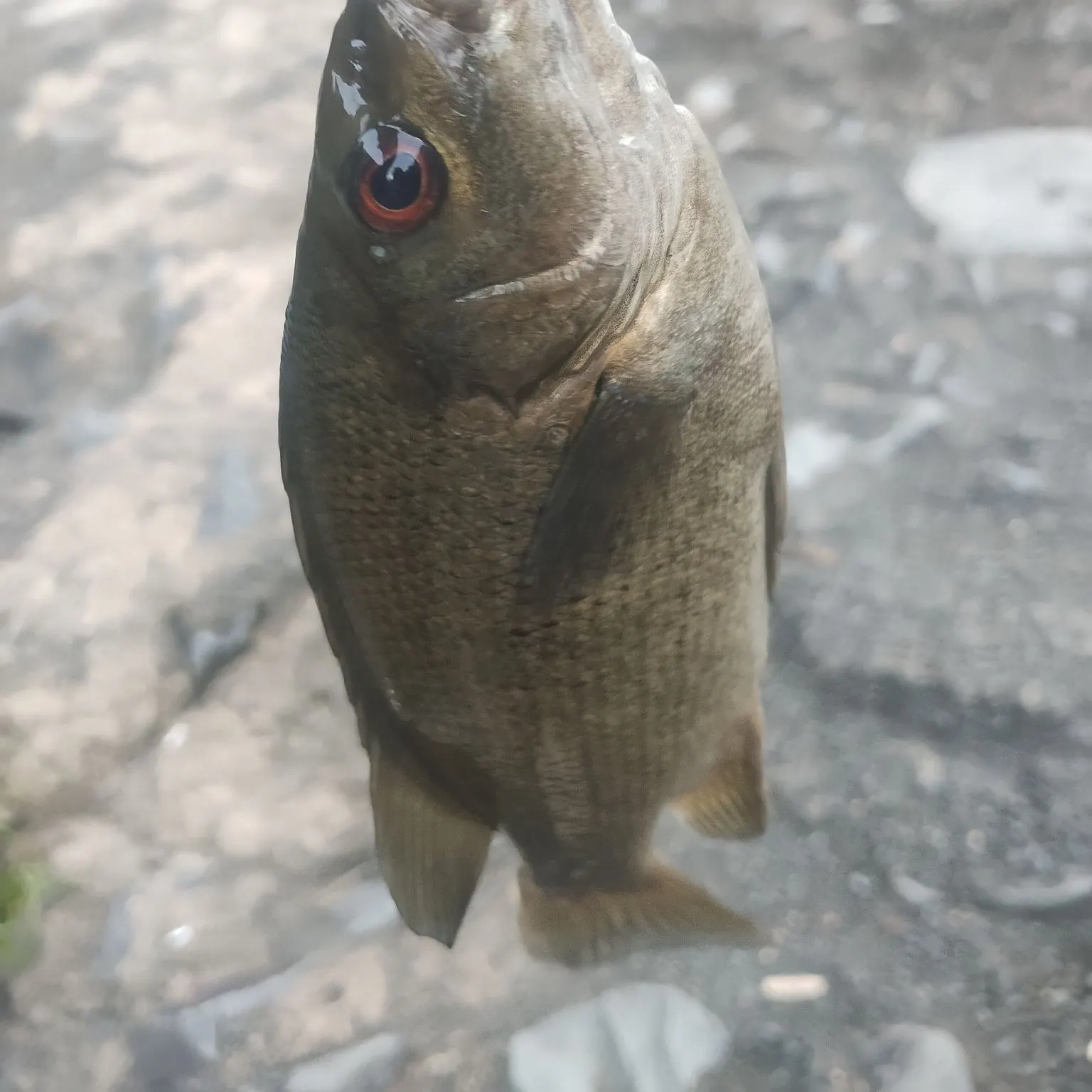 The most recent Sooty grunter catches on Fishbrain