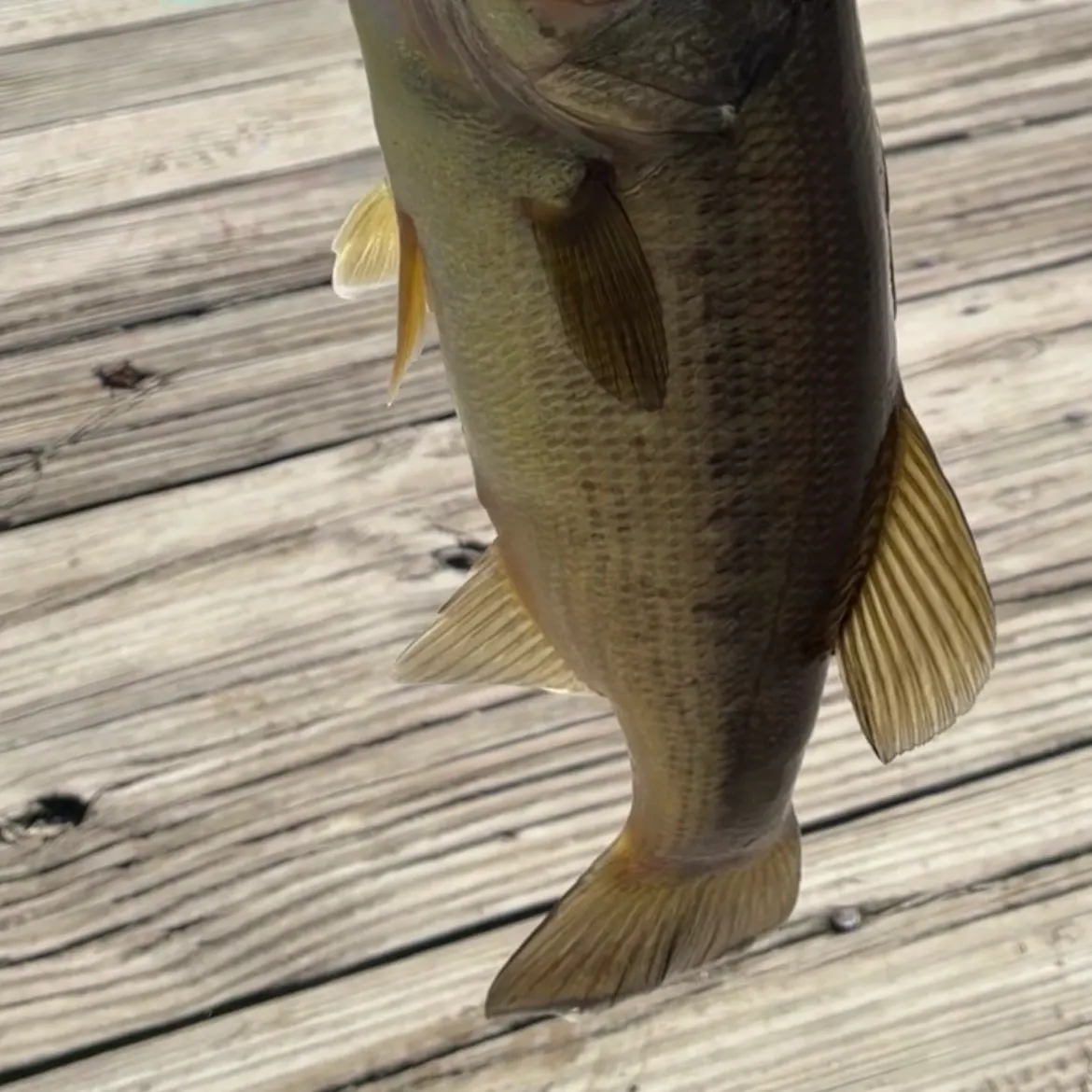 Largemouth bass caught on Fishbrain