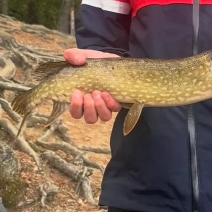 Northern pike caught on Fishbrain
