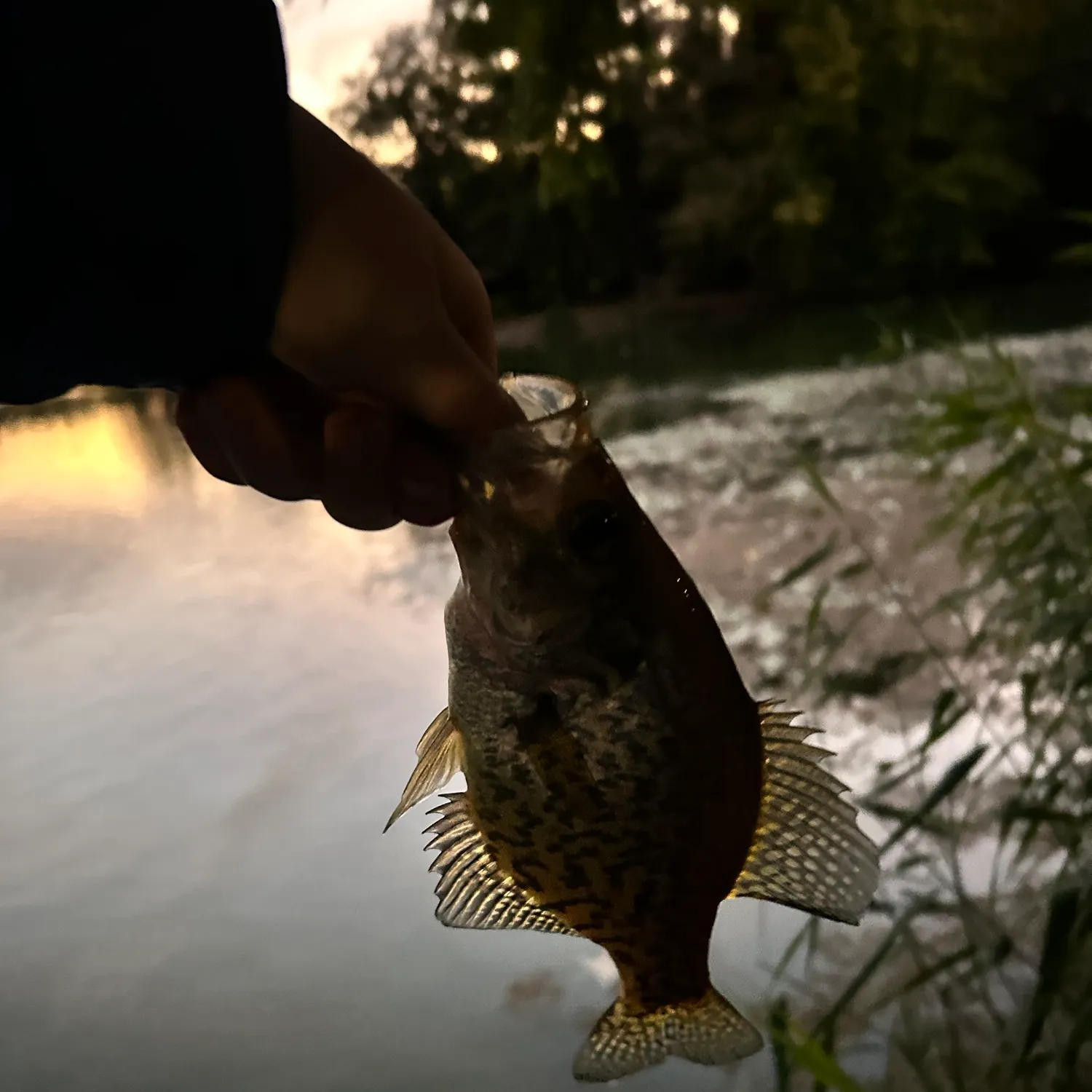 Black crappie caught on Fishbrain