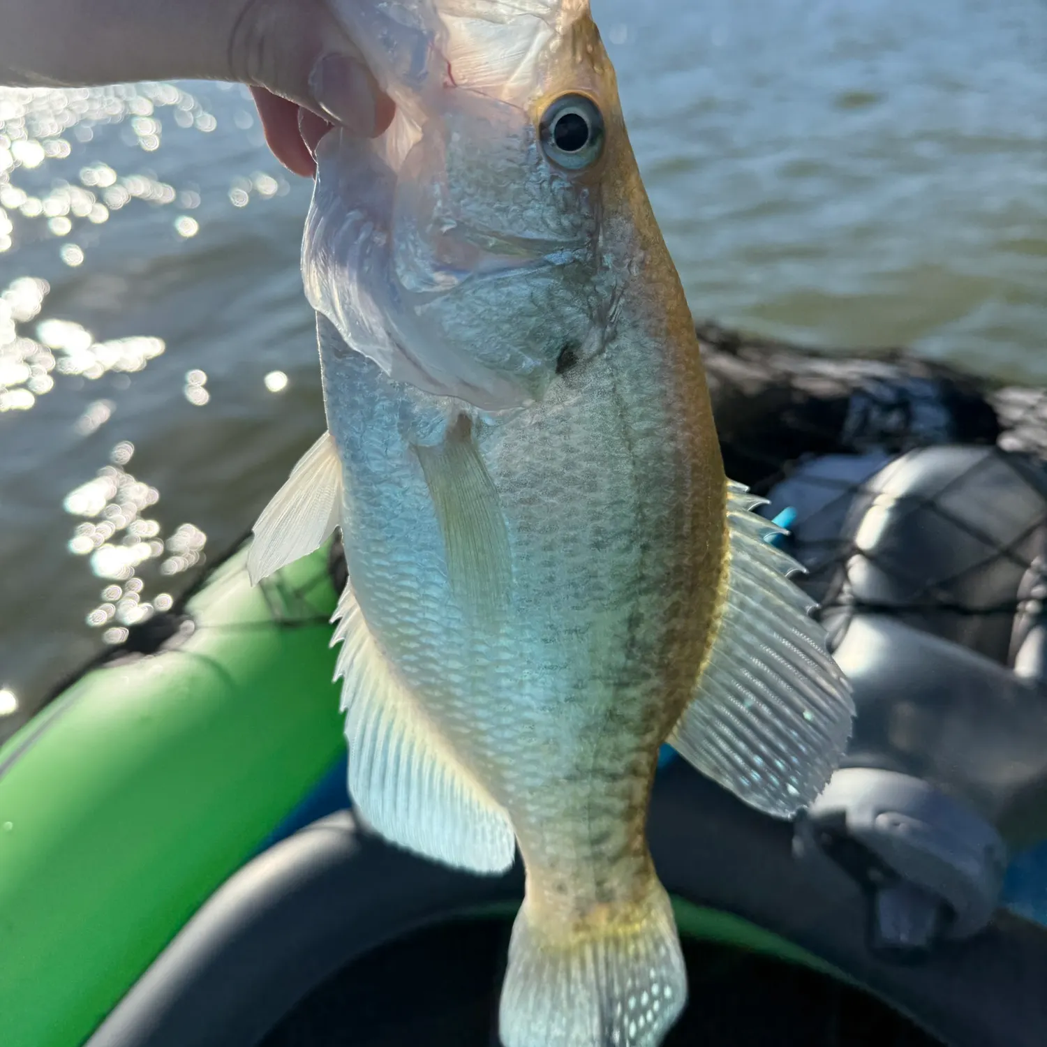 White crappie caught on Fishbrain