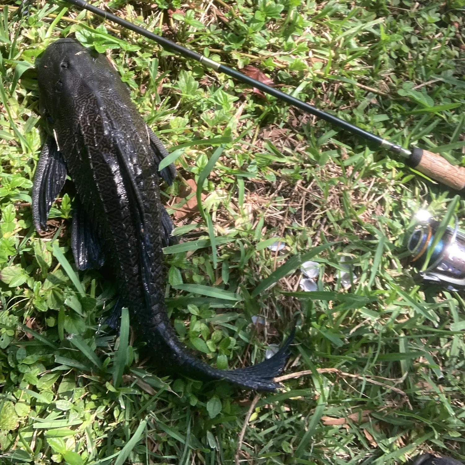 Suckermouth catfish caught on Fishbrain