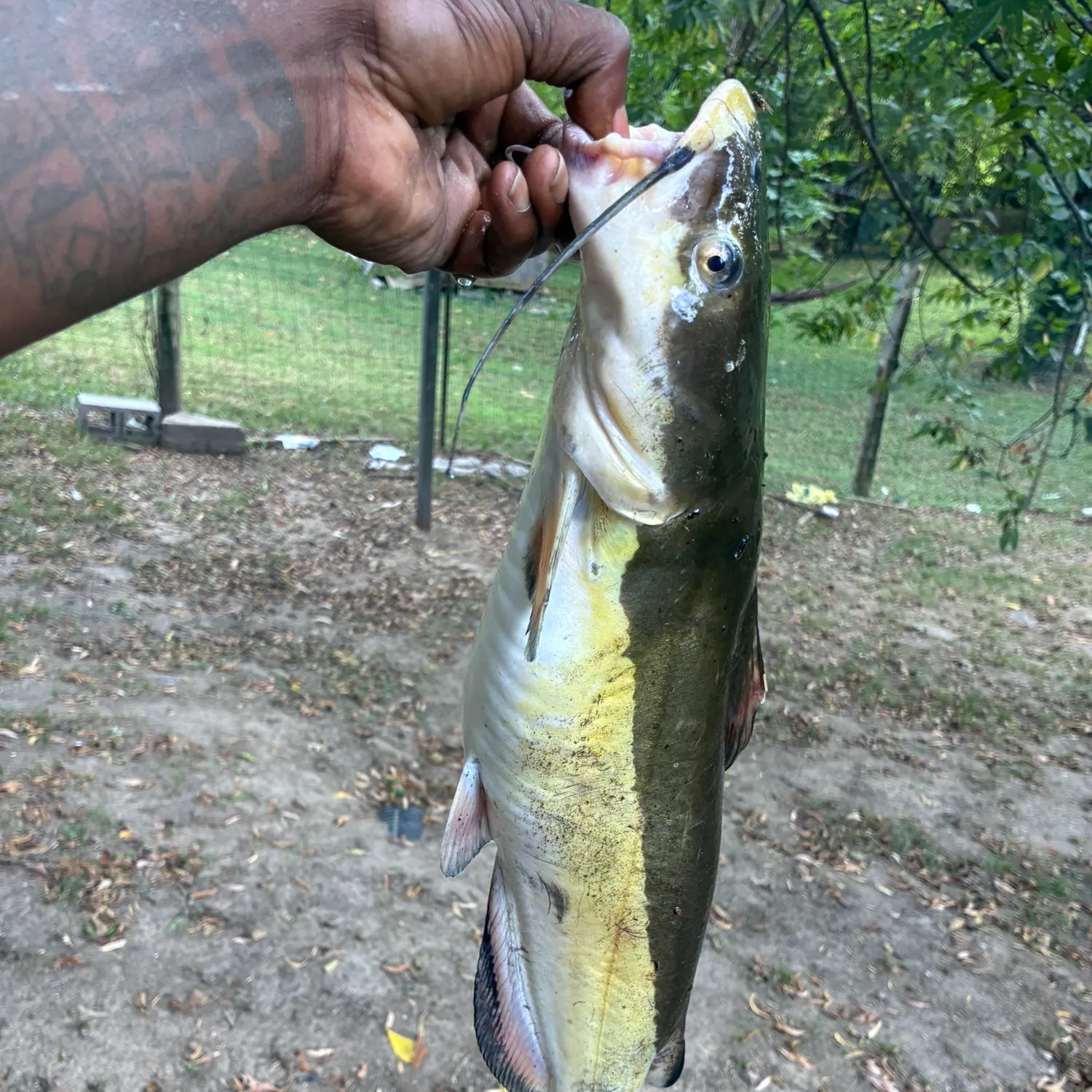 Fish caught on Fishbrain