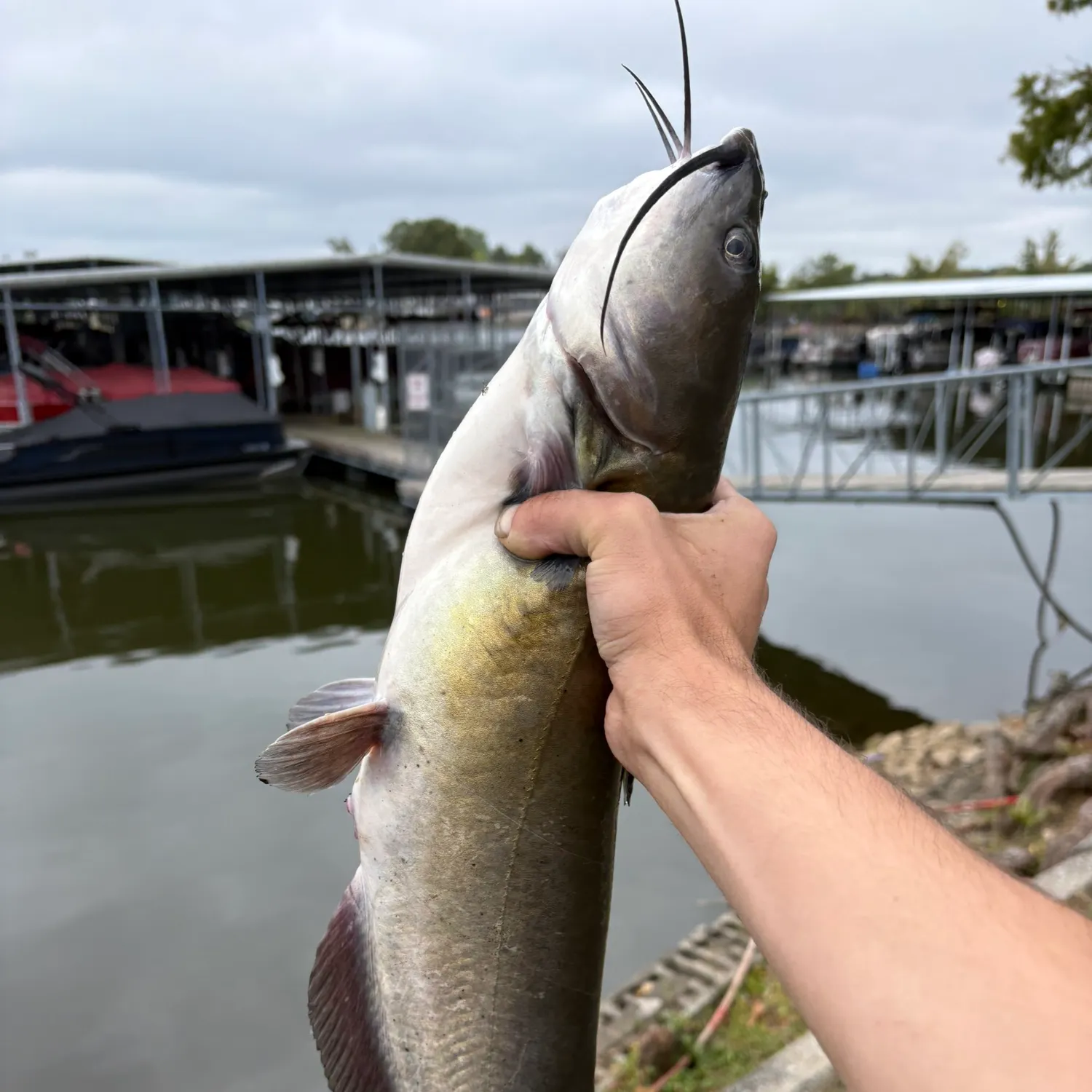 Channel catfish caught on Fishbrain