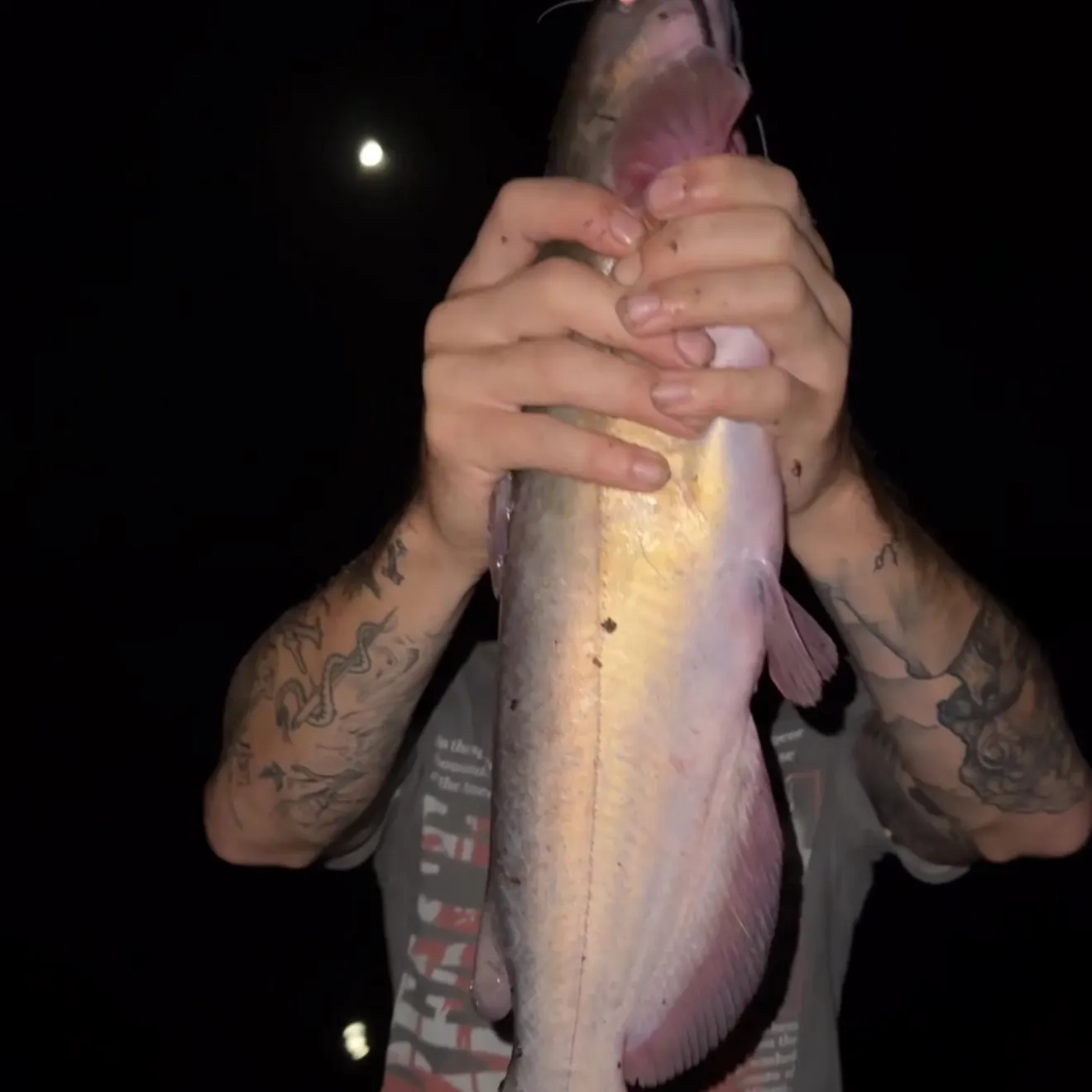 Channel catfish caught on Fishbrain