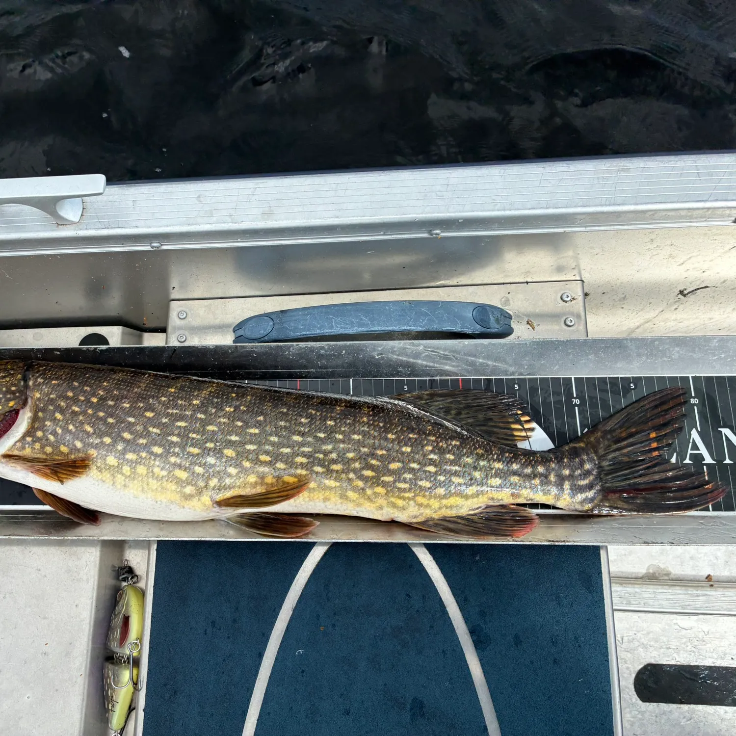 Northern pike caught on Fishbrain