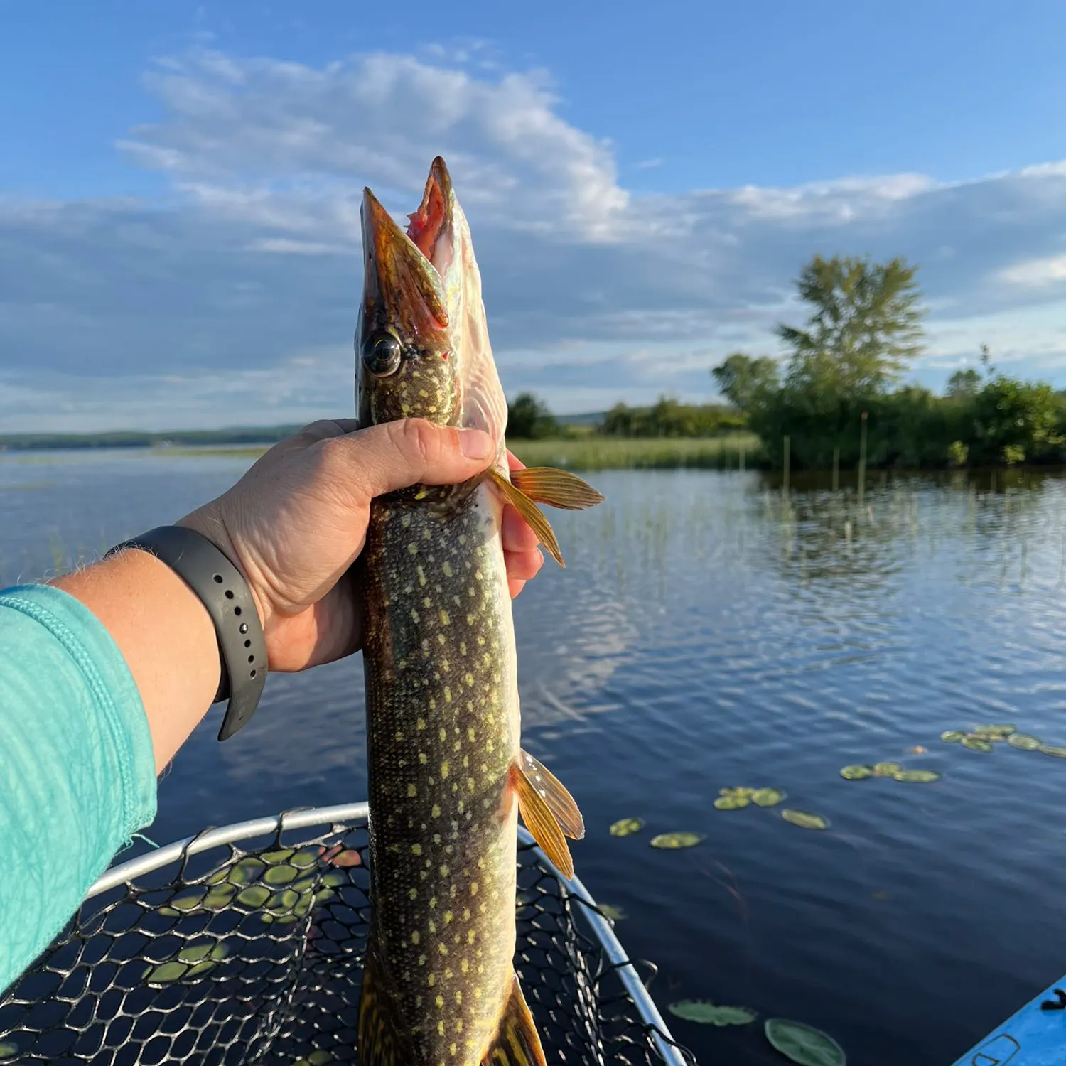 recently logged catches